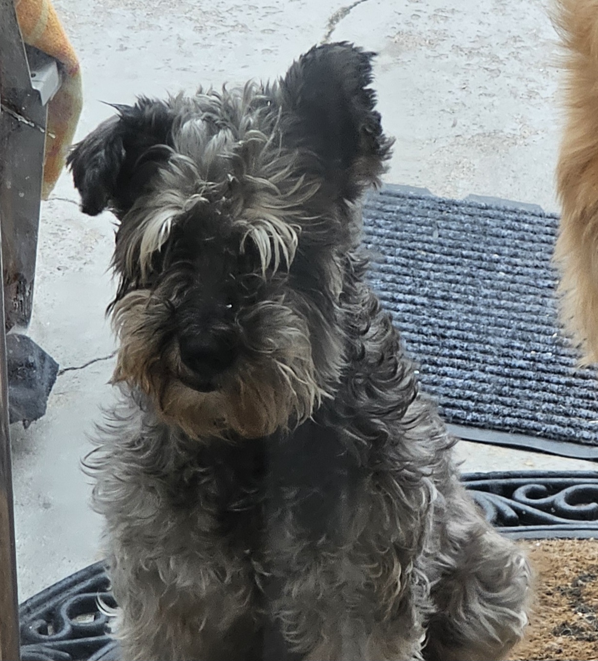 Pet Profile Image