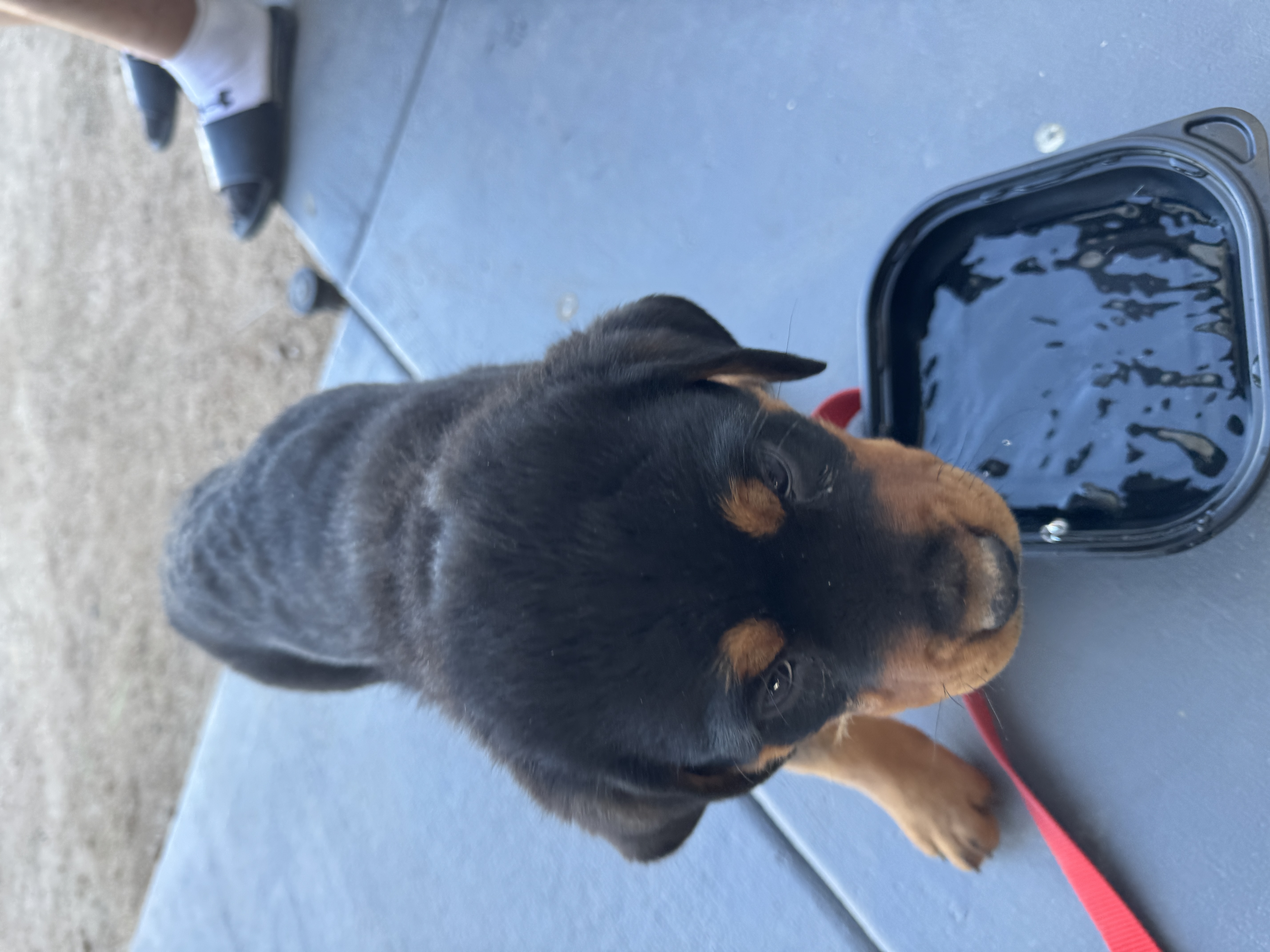 Pet Profile Image