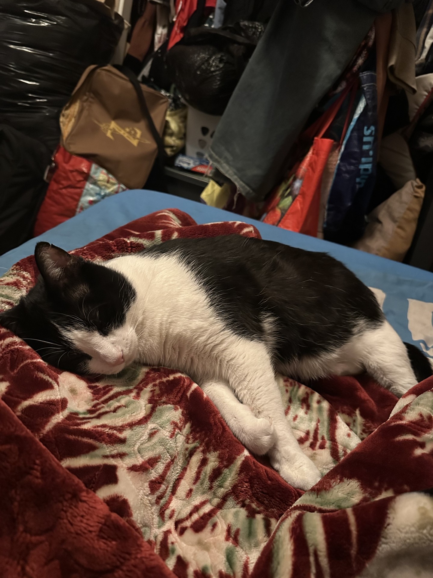 Pet Profile Image