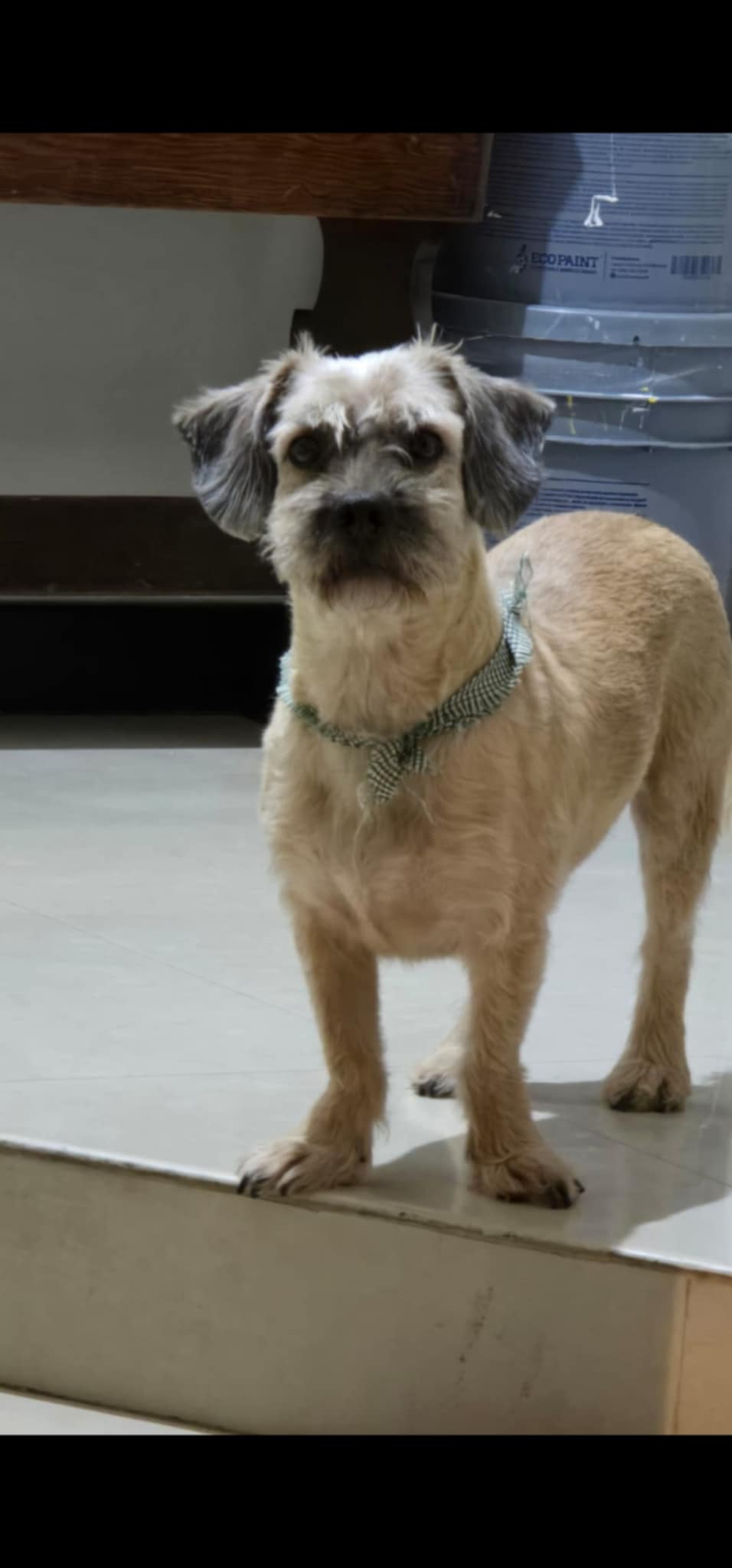 Pet Profile Image