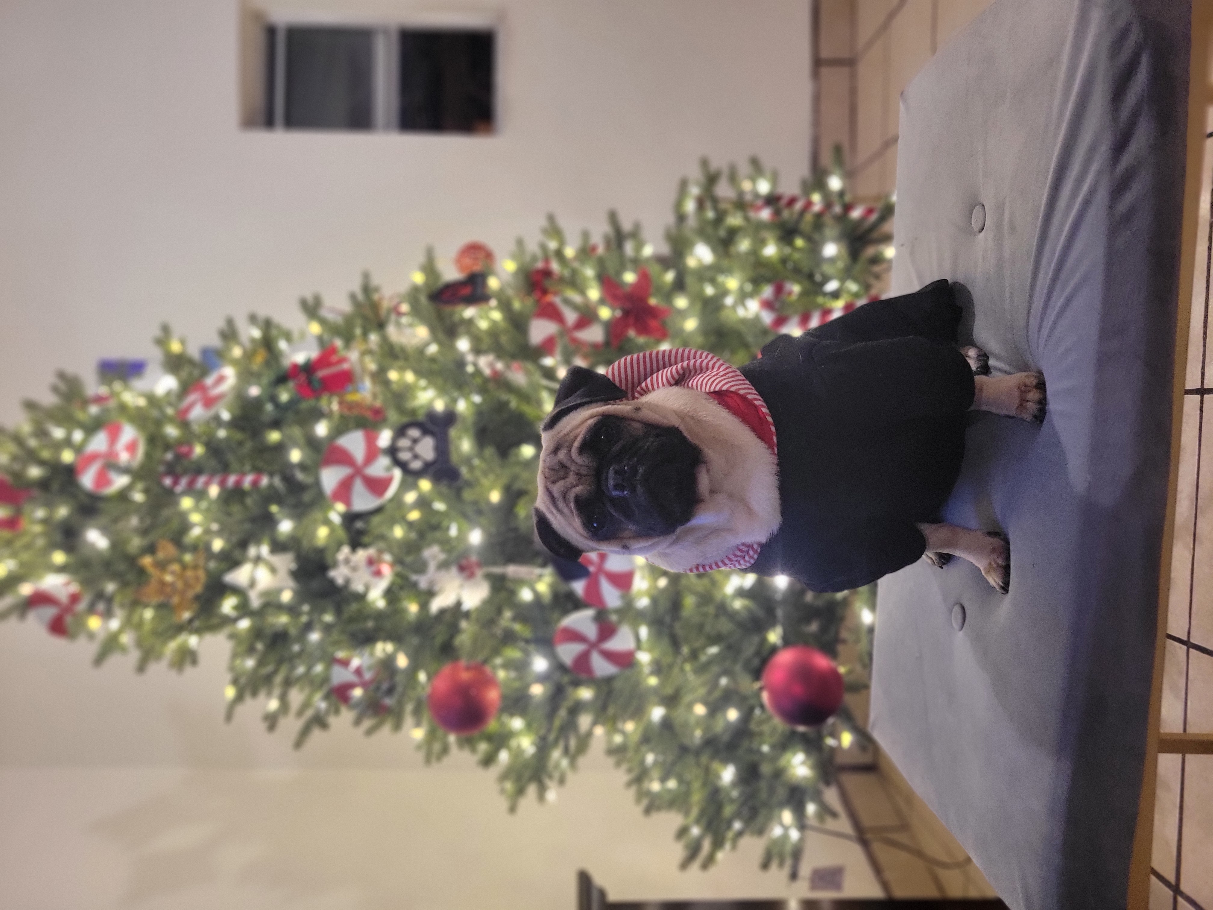 Pet Profile Image
