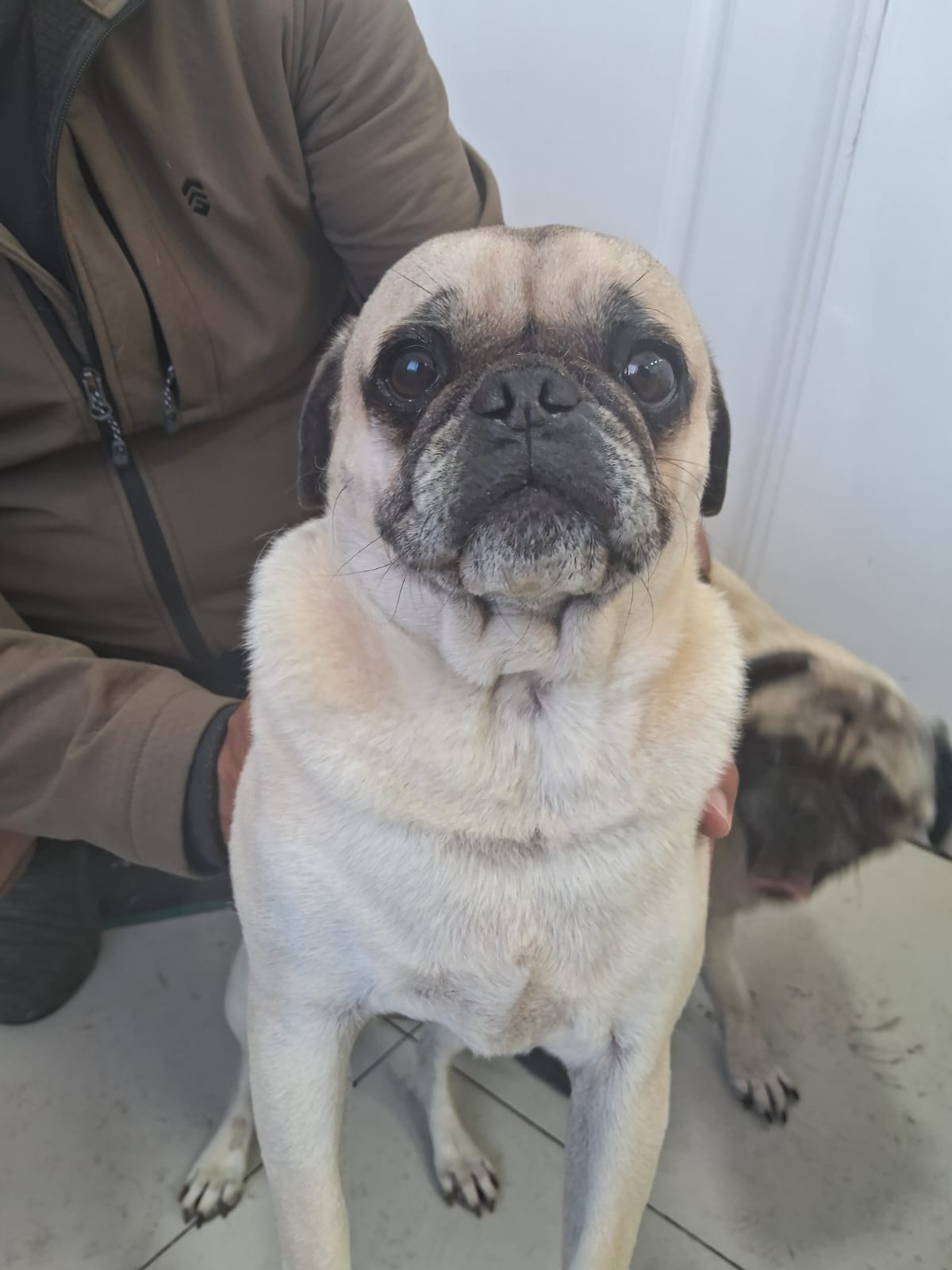 Pet Profile Image