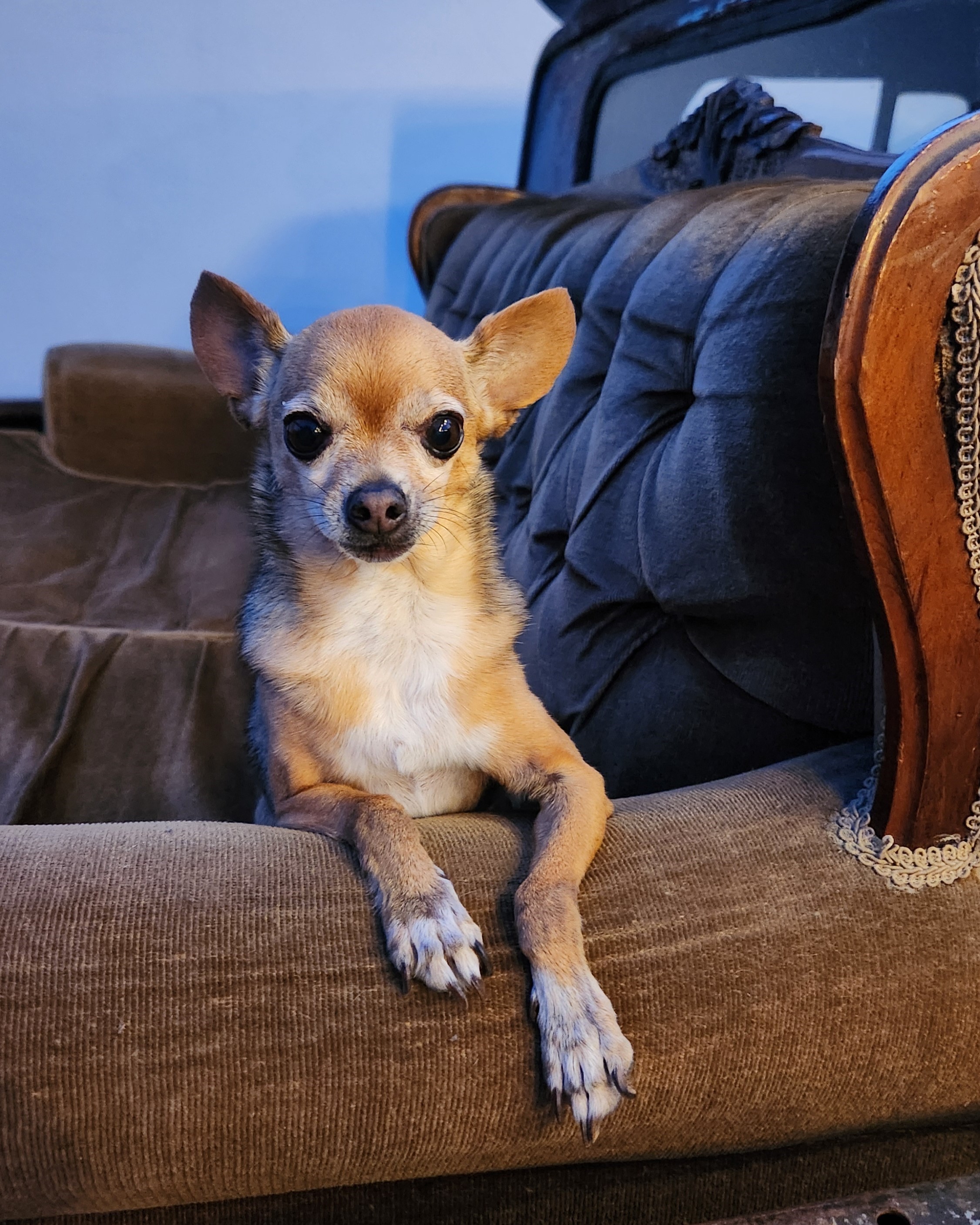 Pet Profile Image