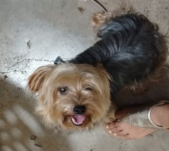 Pet Profile Image
