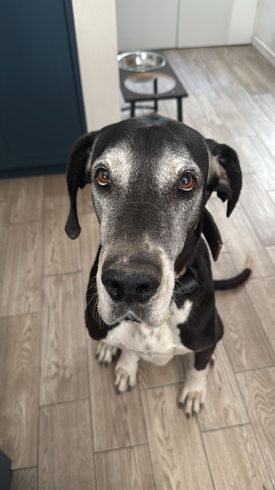 Pet Profile Image