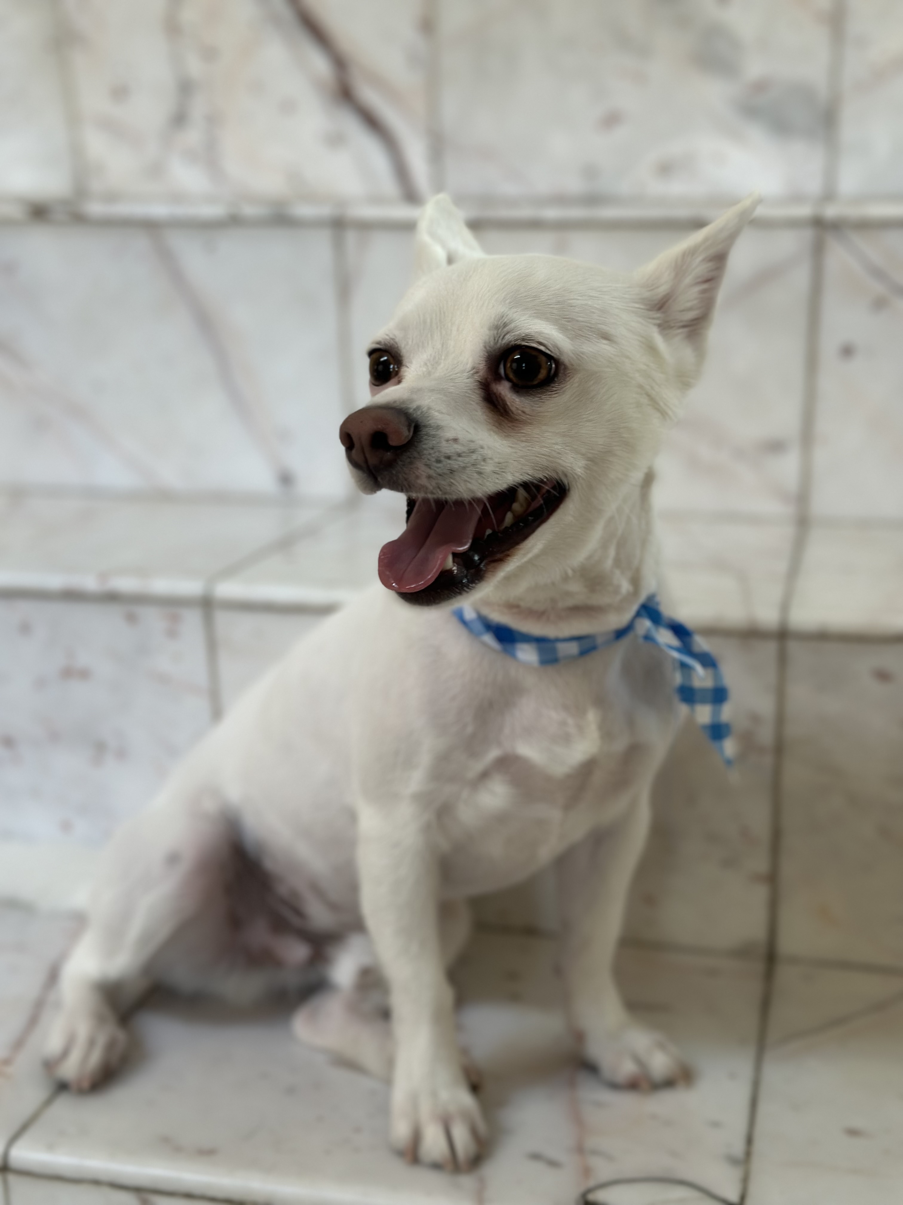 Pet Profile Image