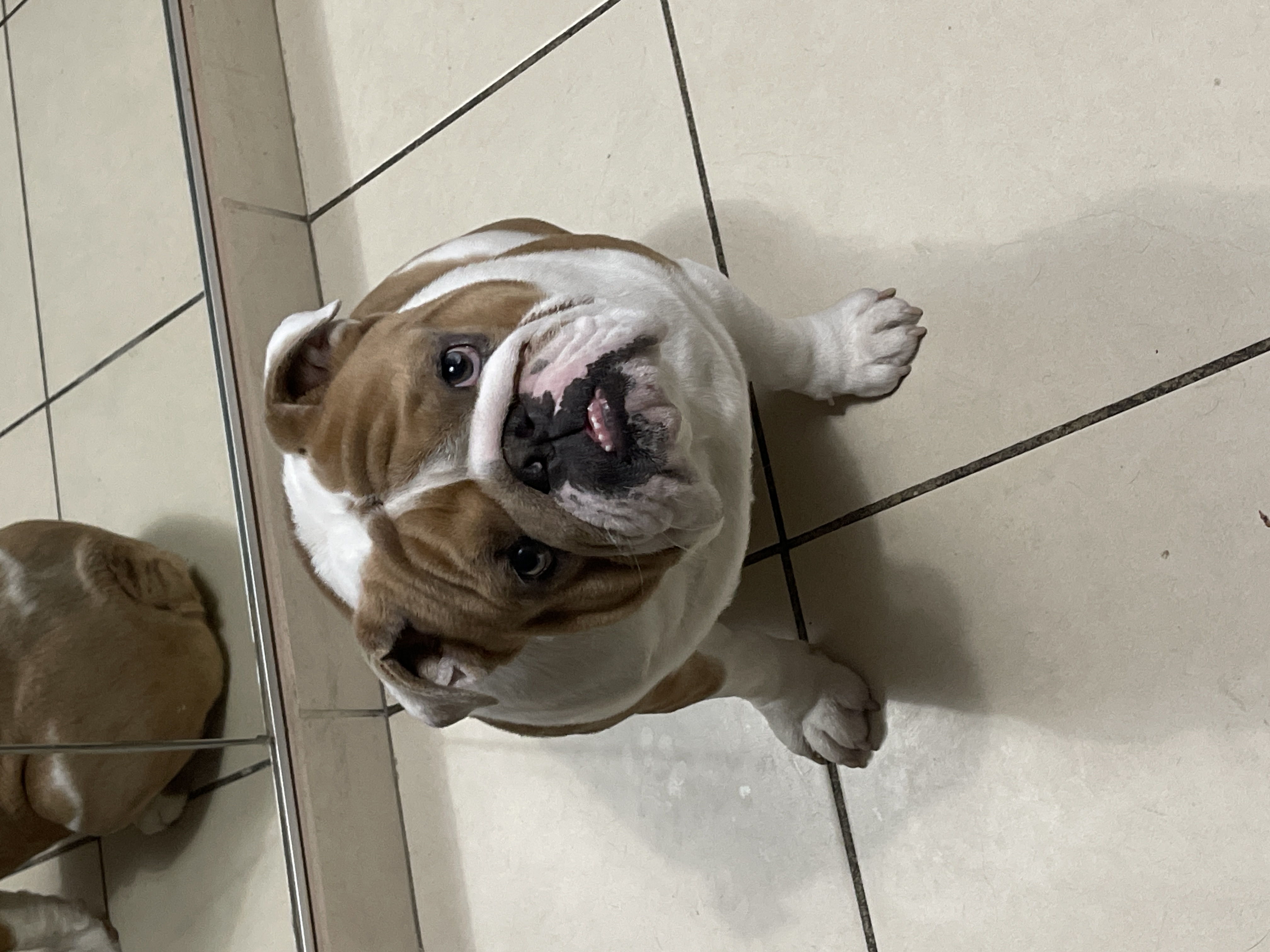Pet Profile Image
