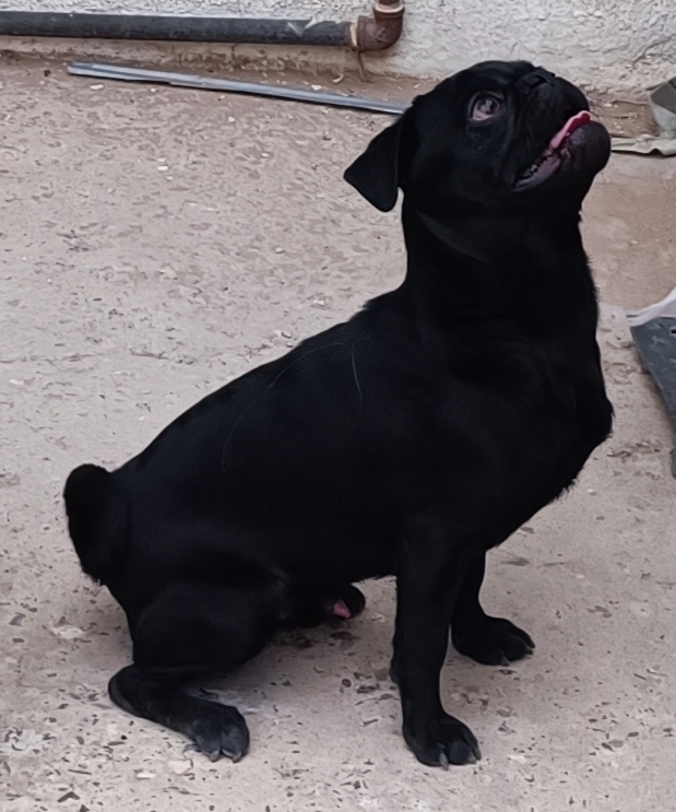 Pet Profile Image