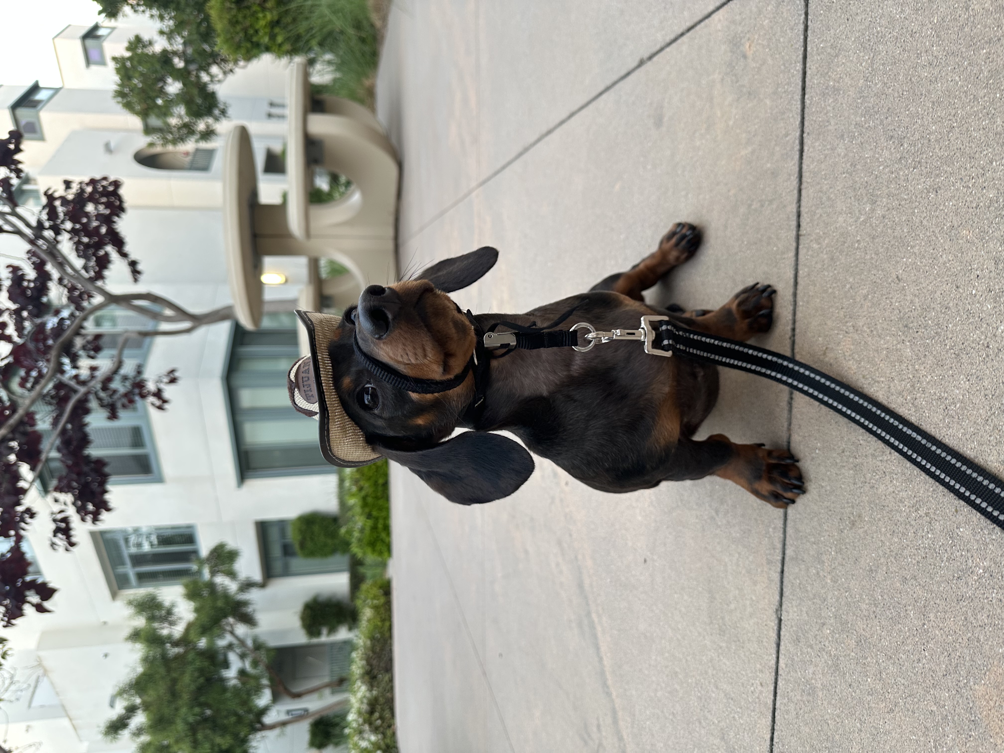 Pet Profile Image