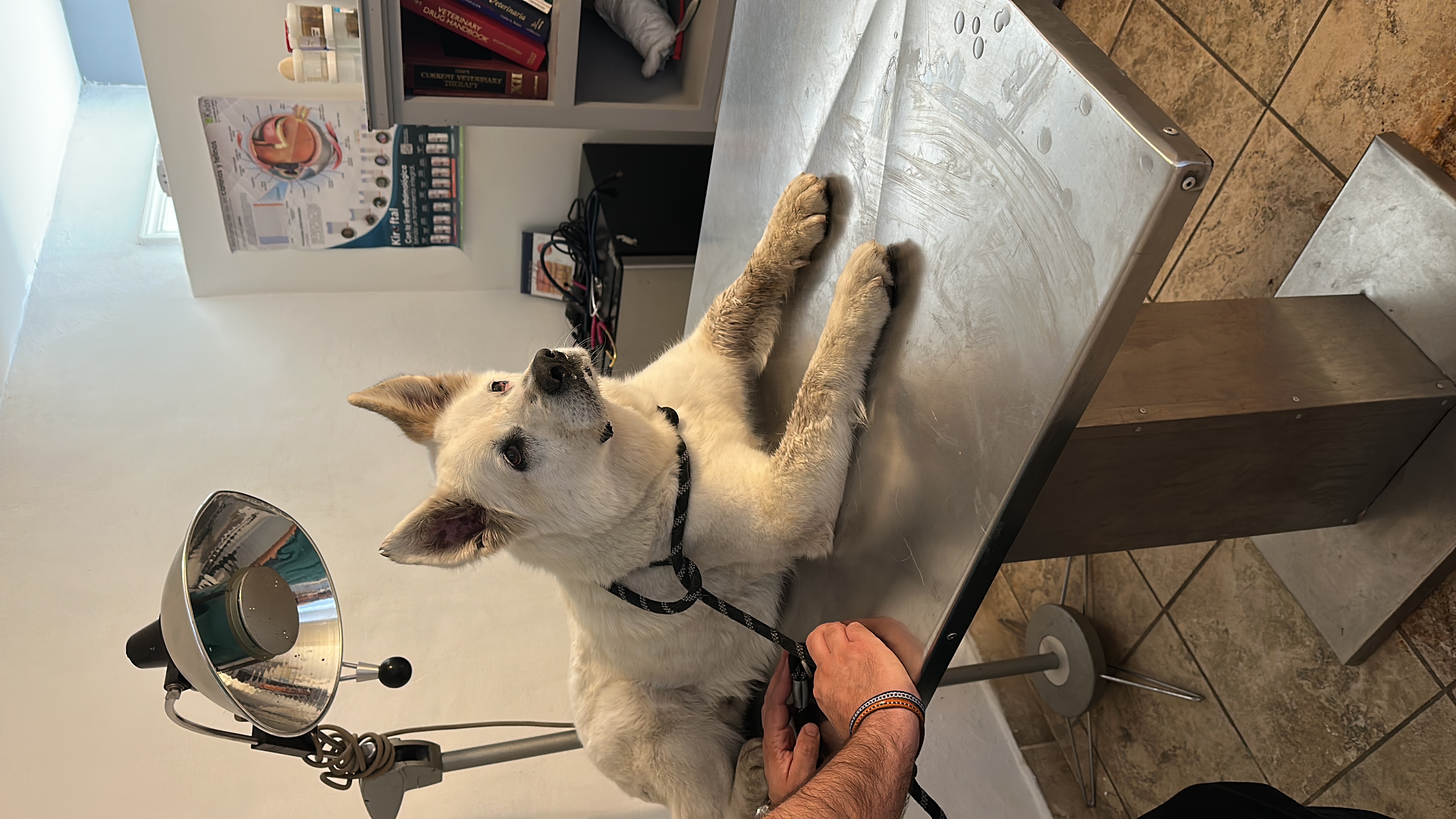 Pet Profile Image