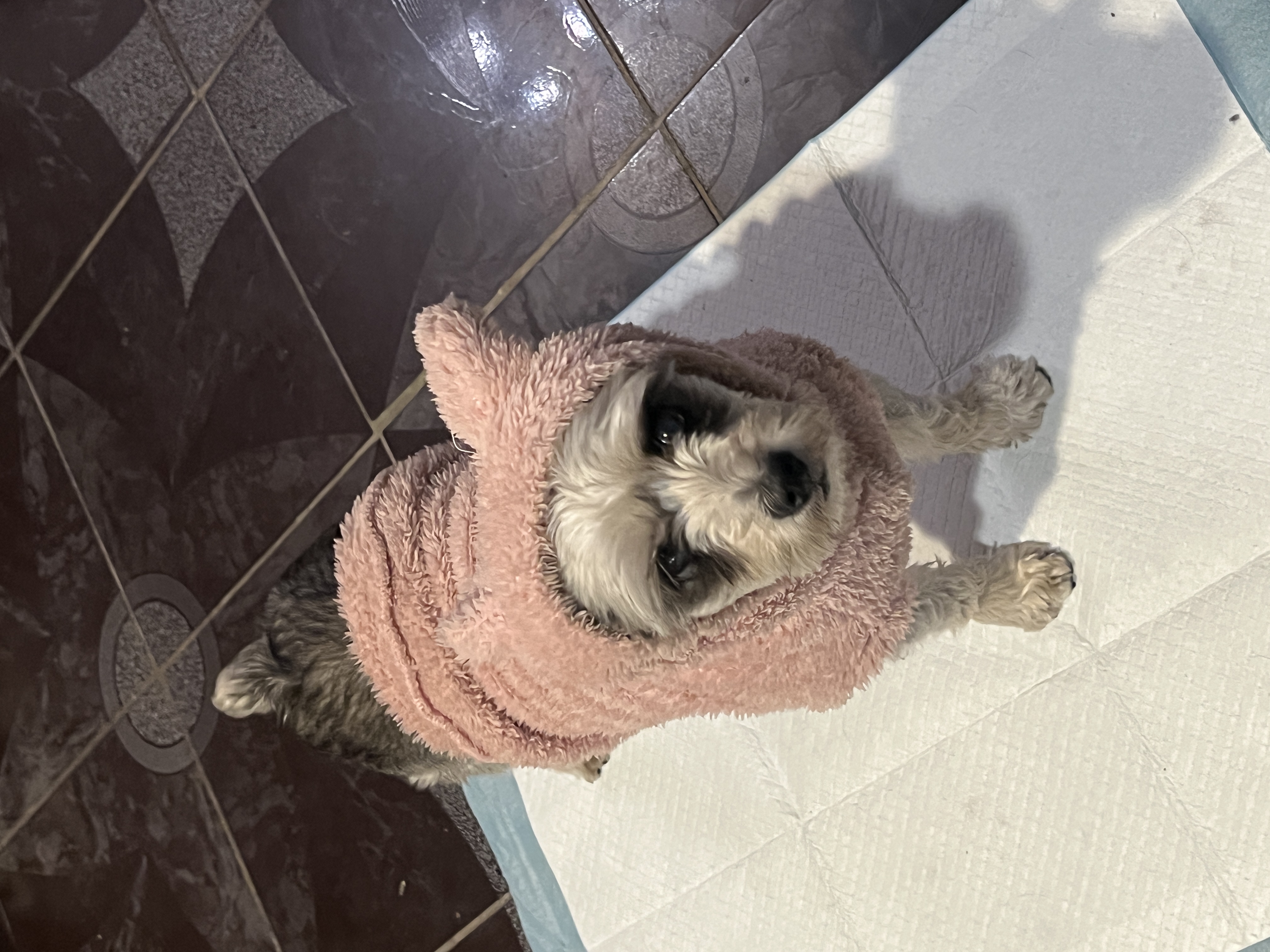 Pet Profile Image