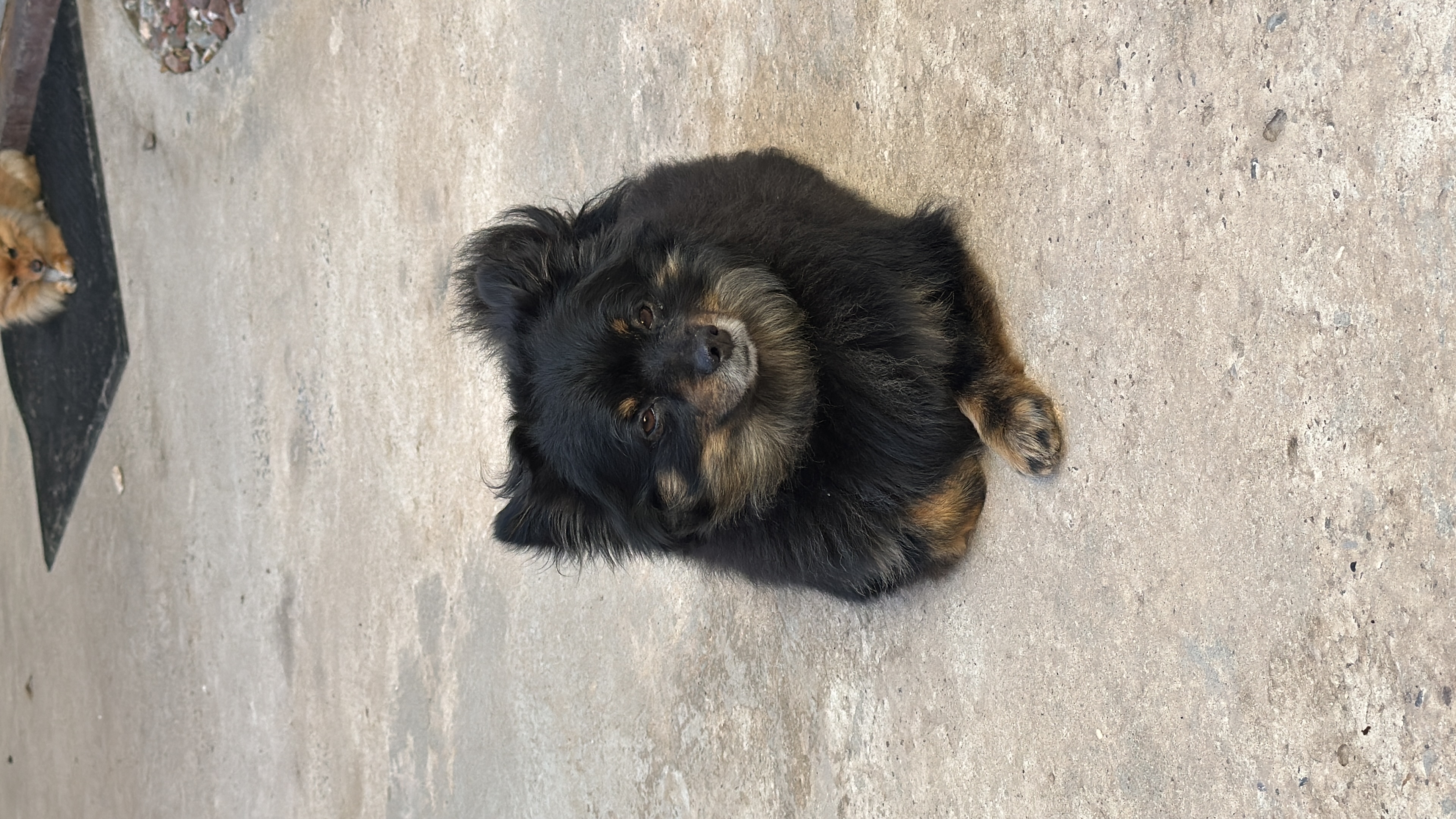 Pet Profile Image