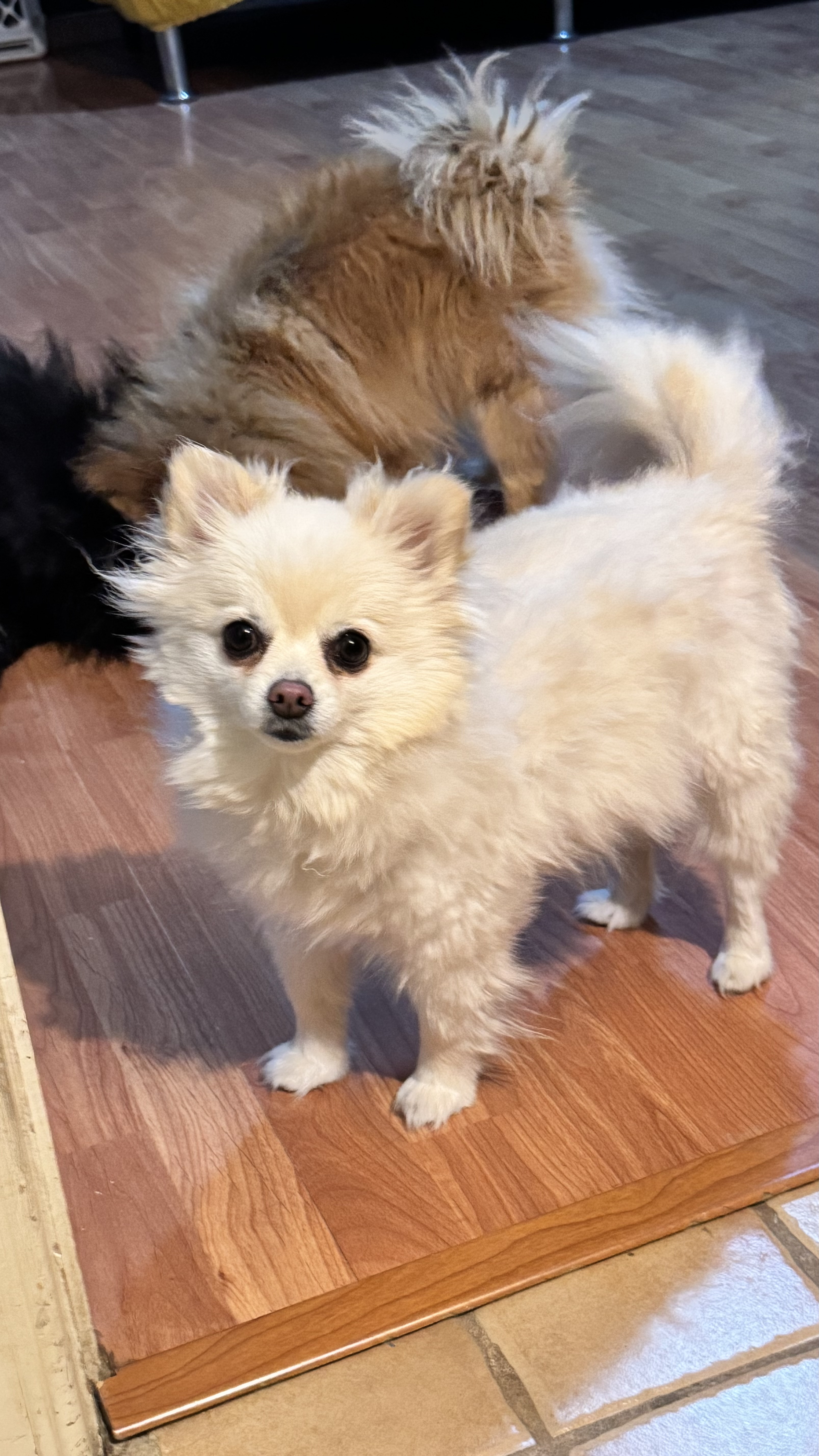 Pet Profile Image