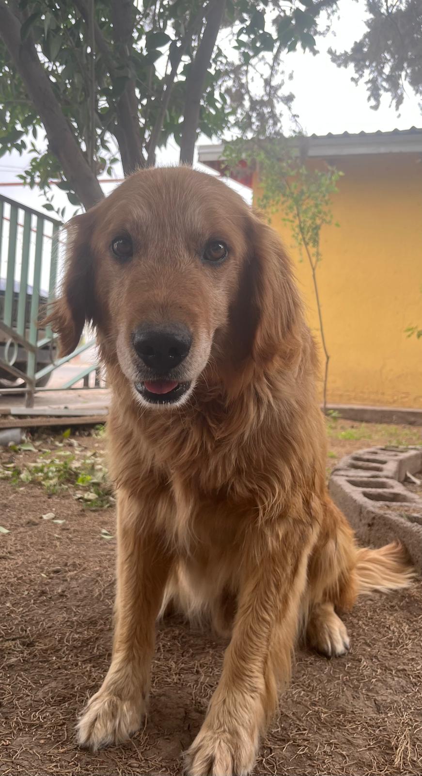Pet Profile Image