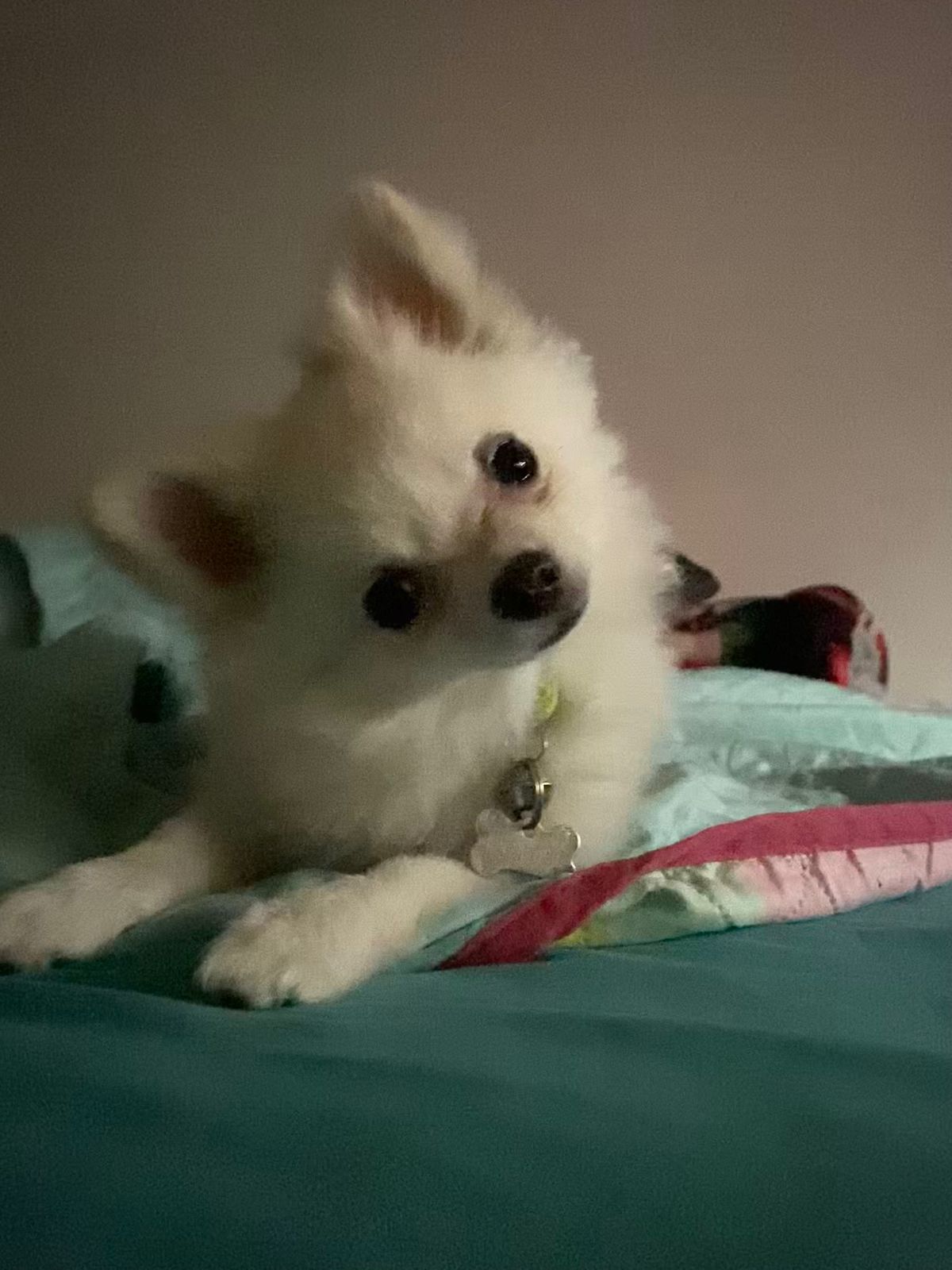 Pet Profile Image