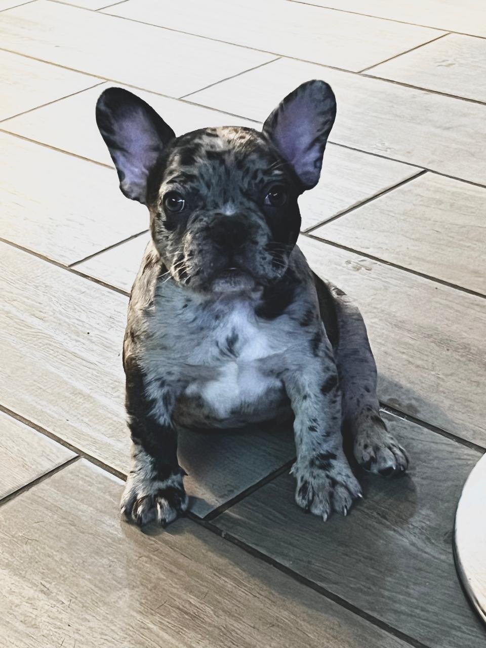 Pet Profile Image