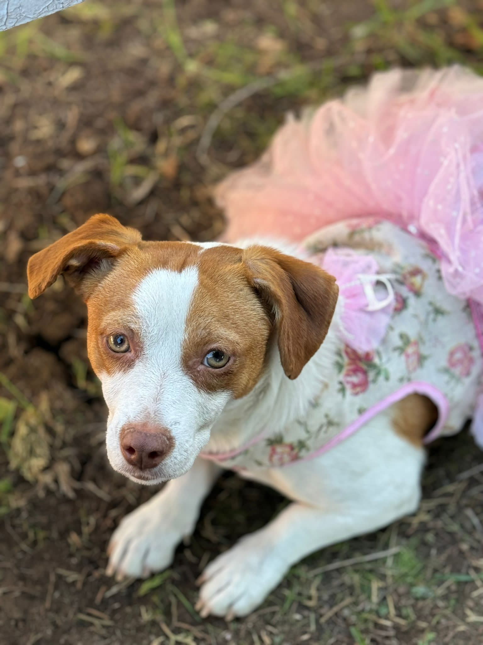 Pet Profile Image