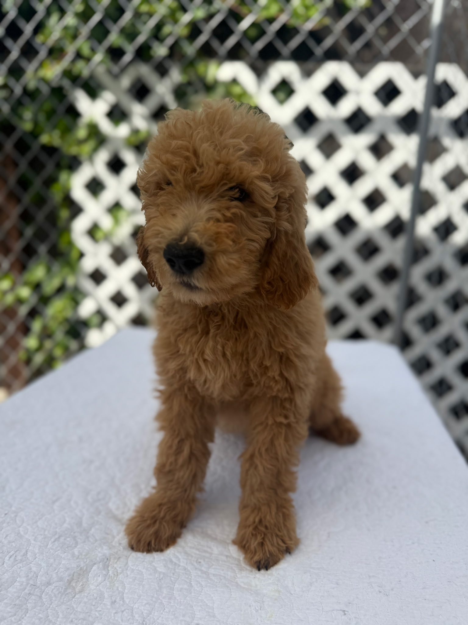 Pet Profile Image