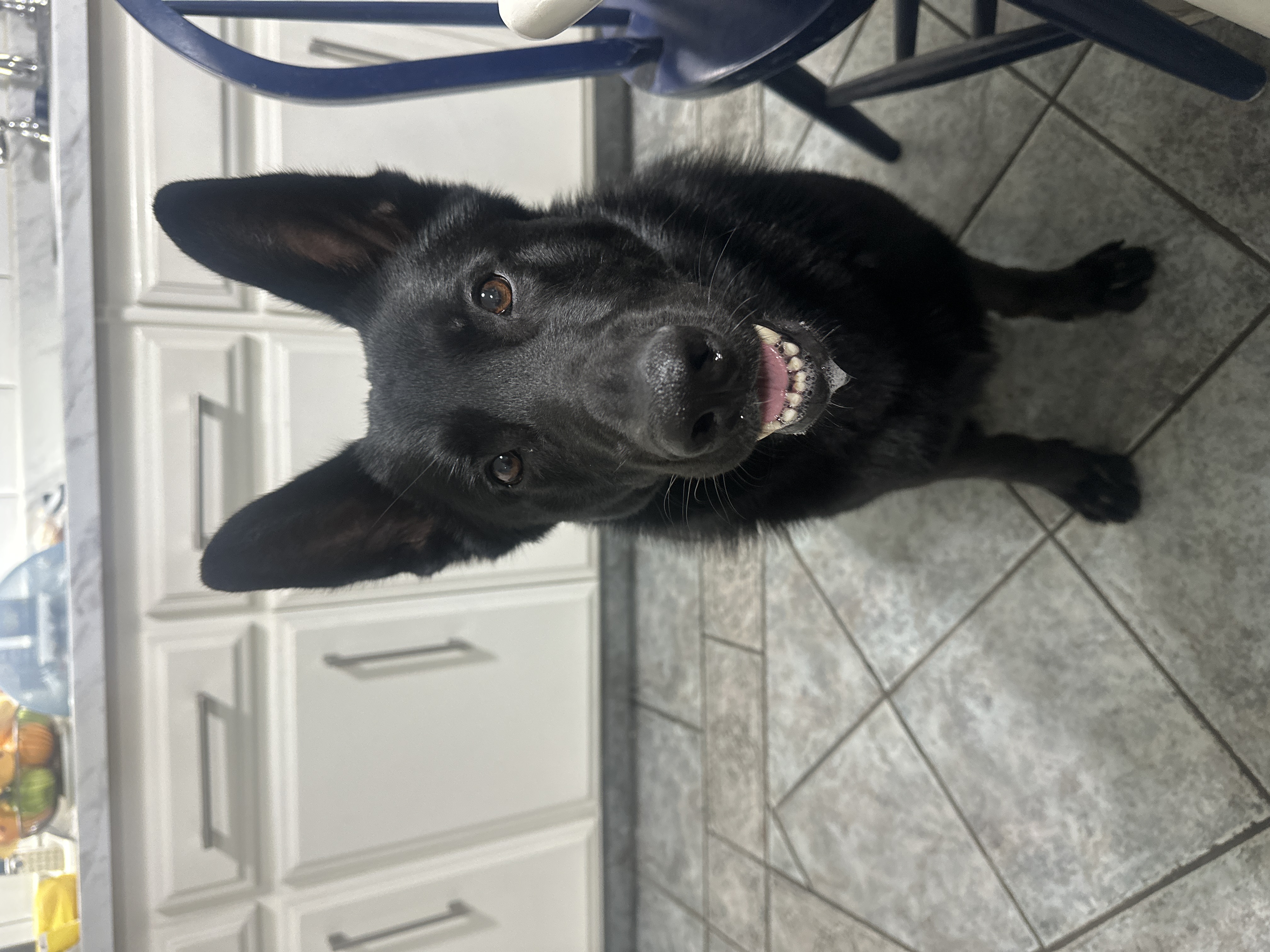 Pet Profile Image