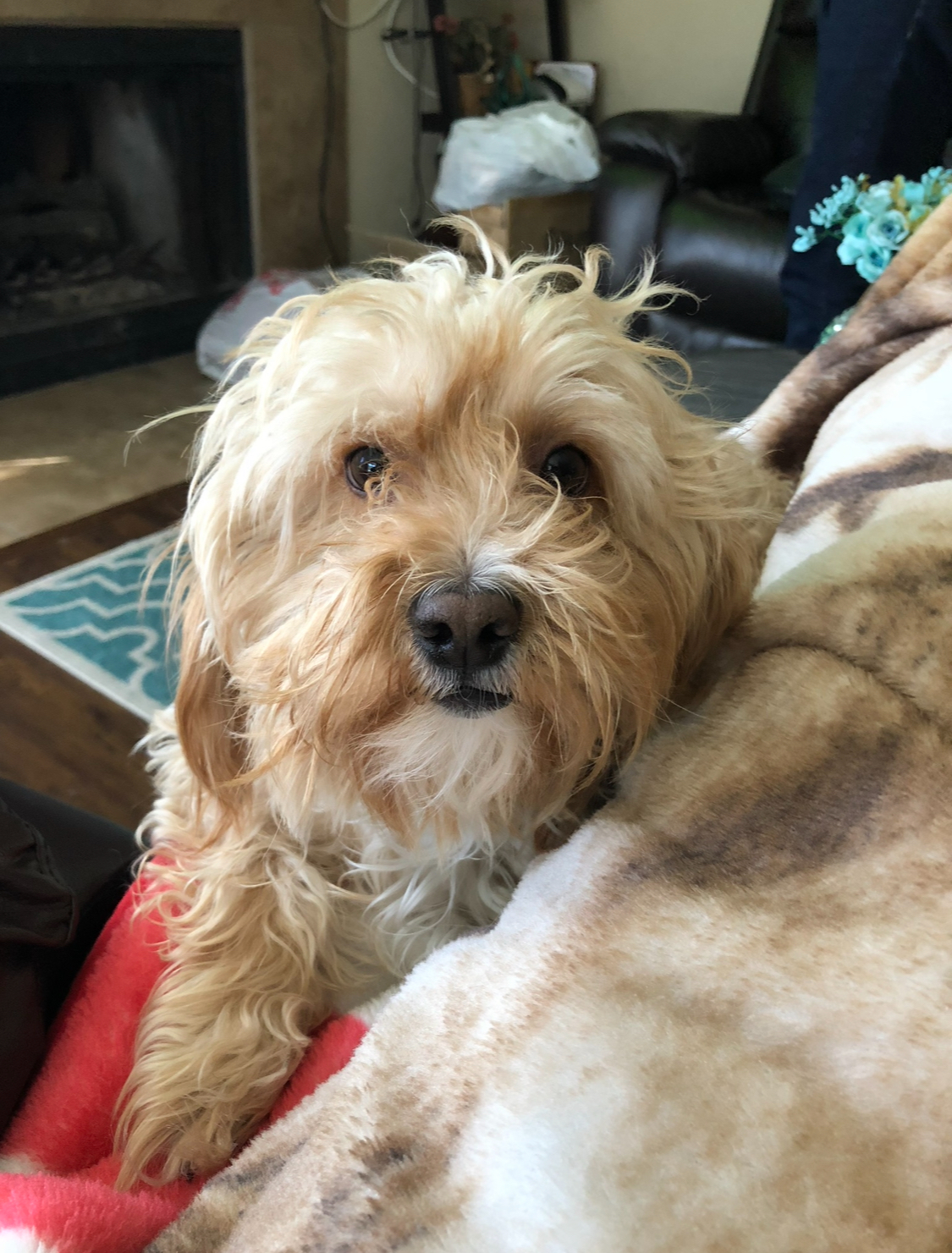 Pet Profile Image