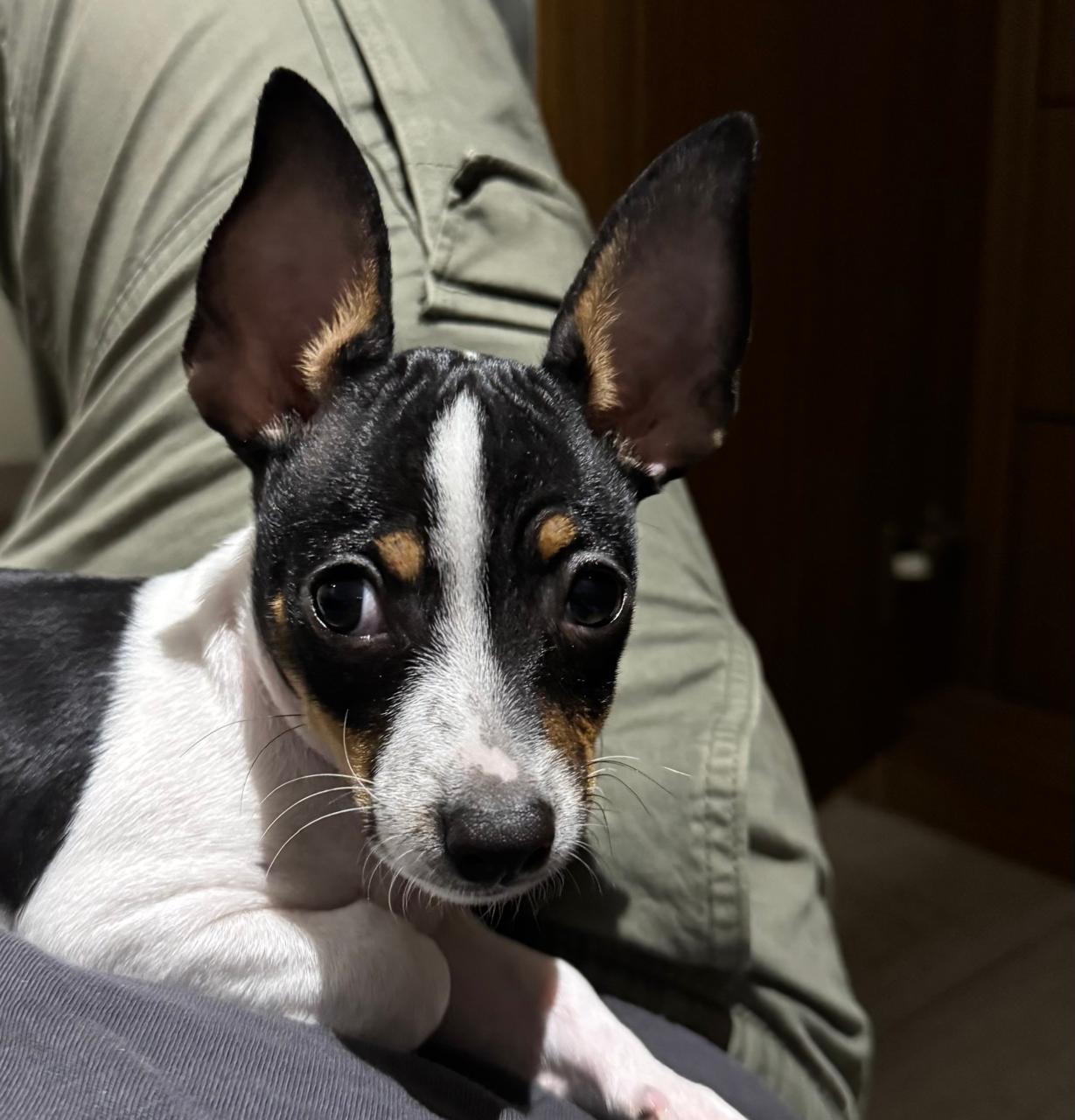 Pet Profile Image