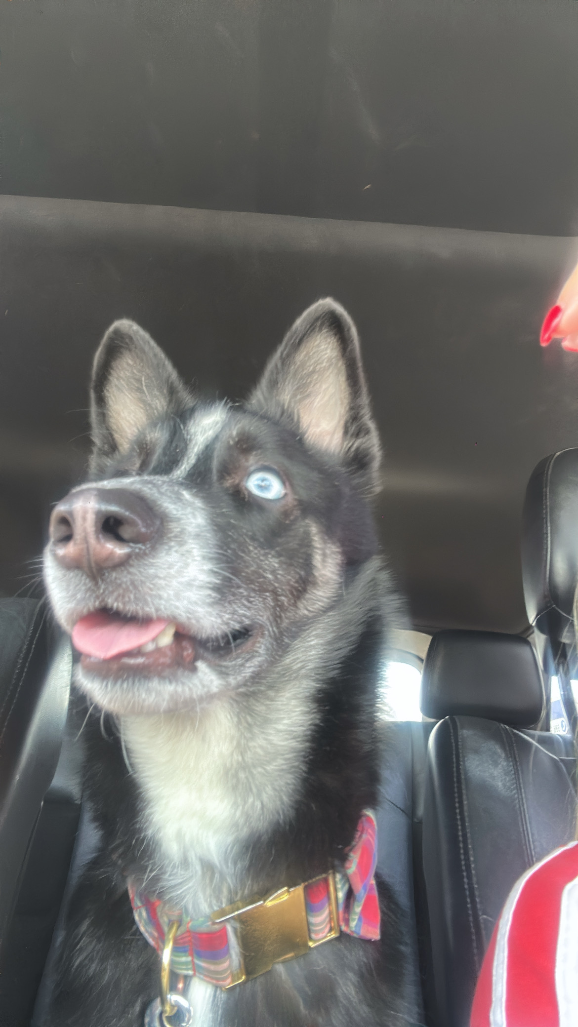 Pet Profile Image