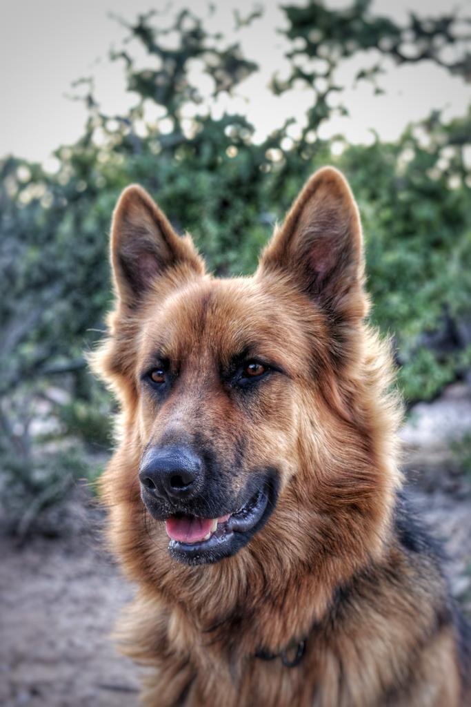 Pet Profile Image