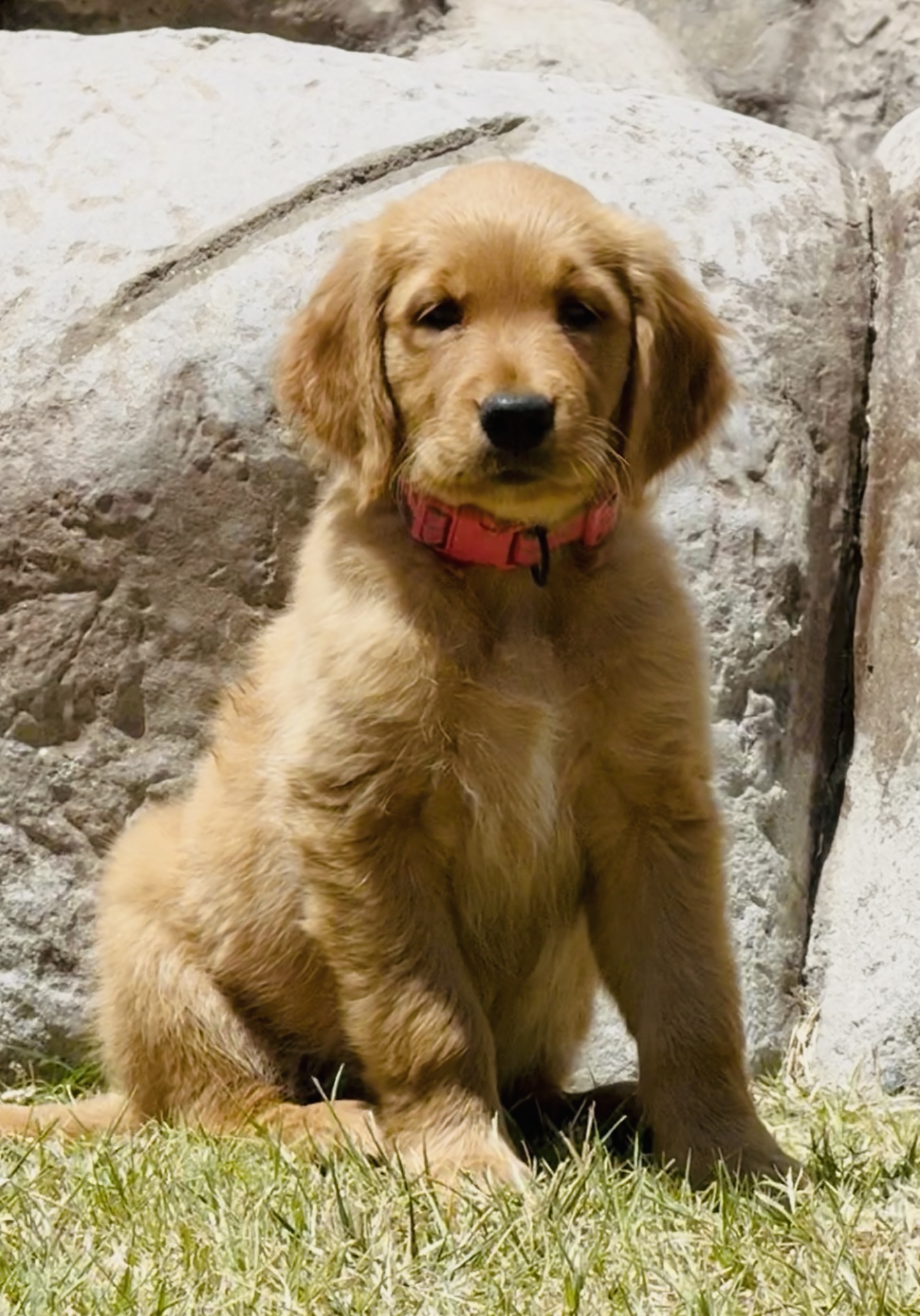 Pet Profile Image