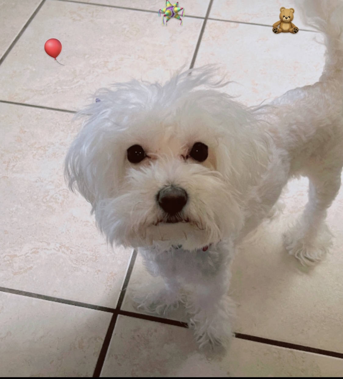 Pet Profile Image