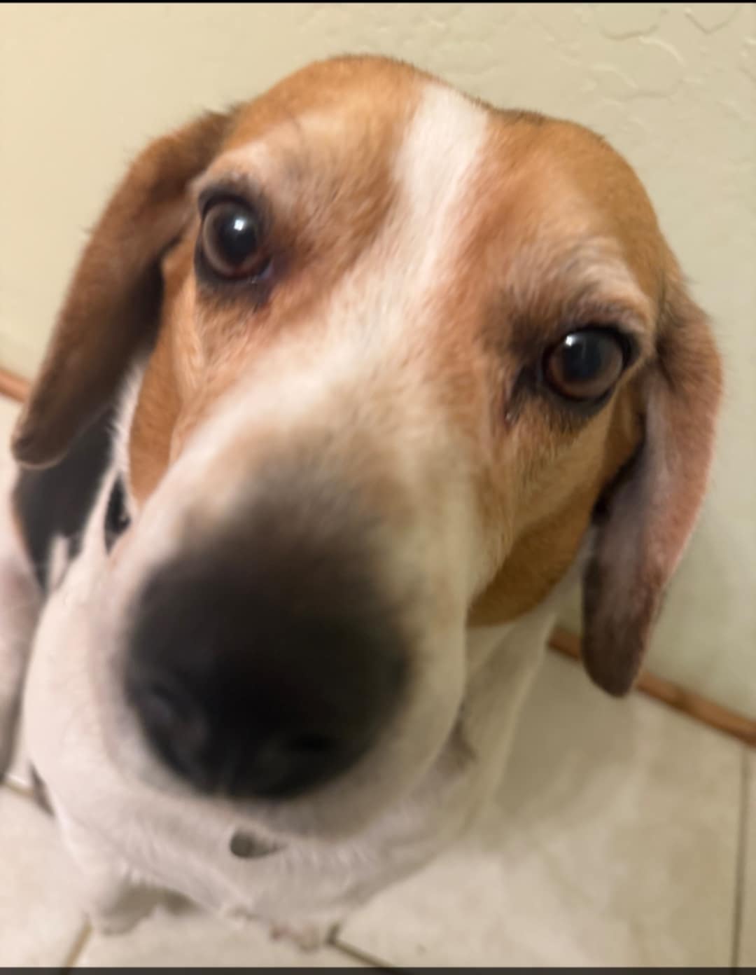 Pet Profile Image