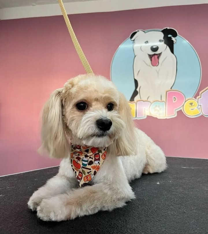 Pet Profile Image