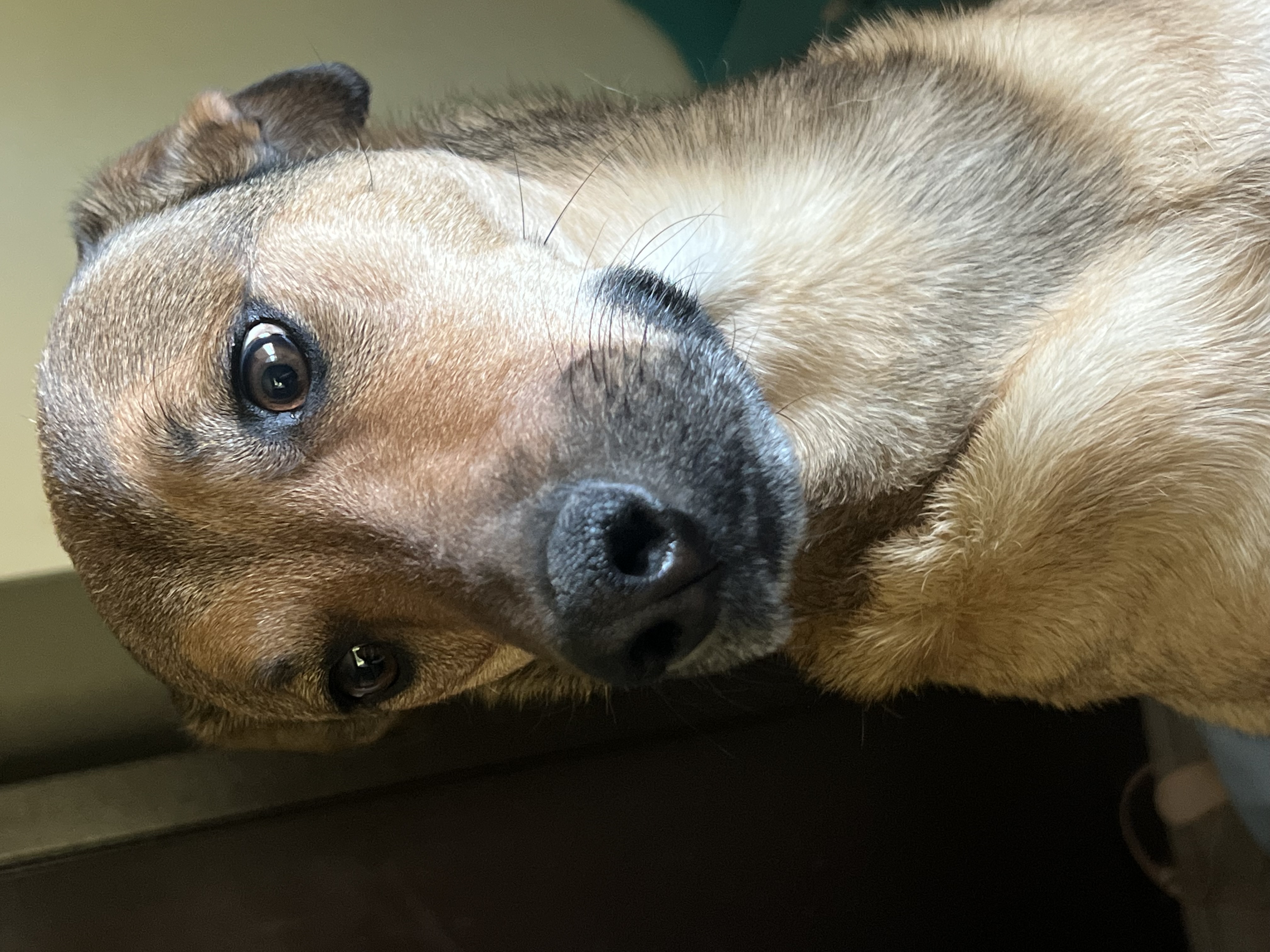 Pet Profile Image