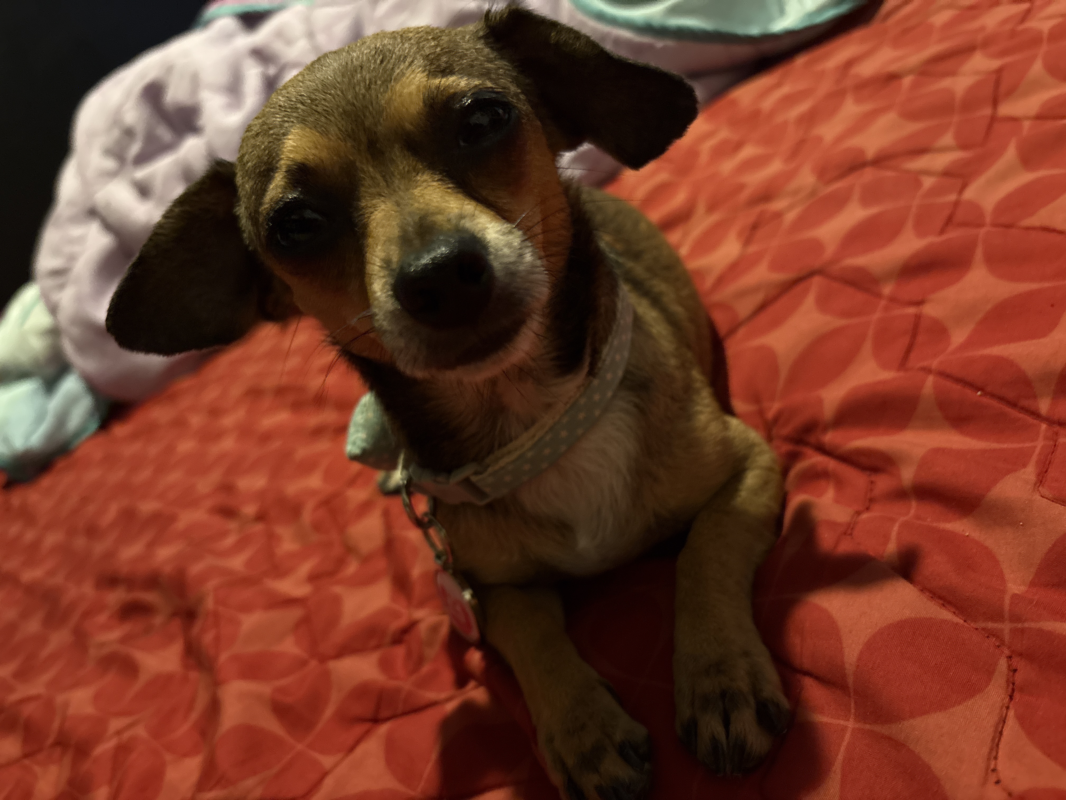 Pet Profile Image