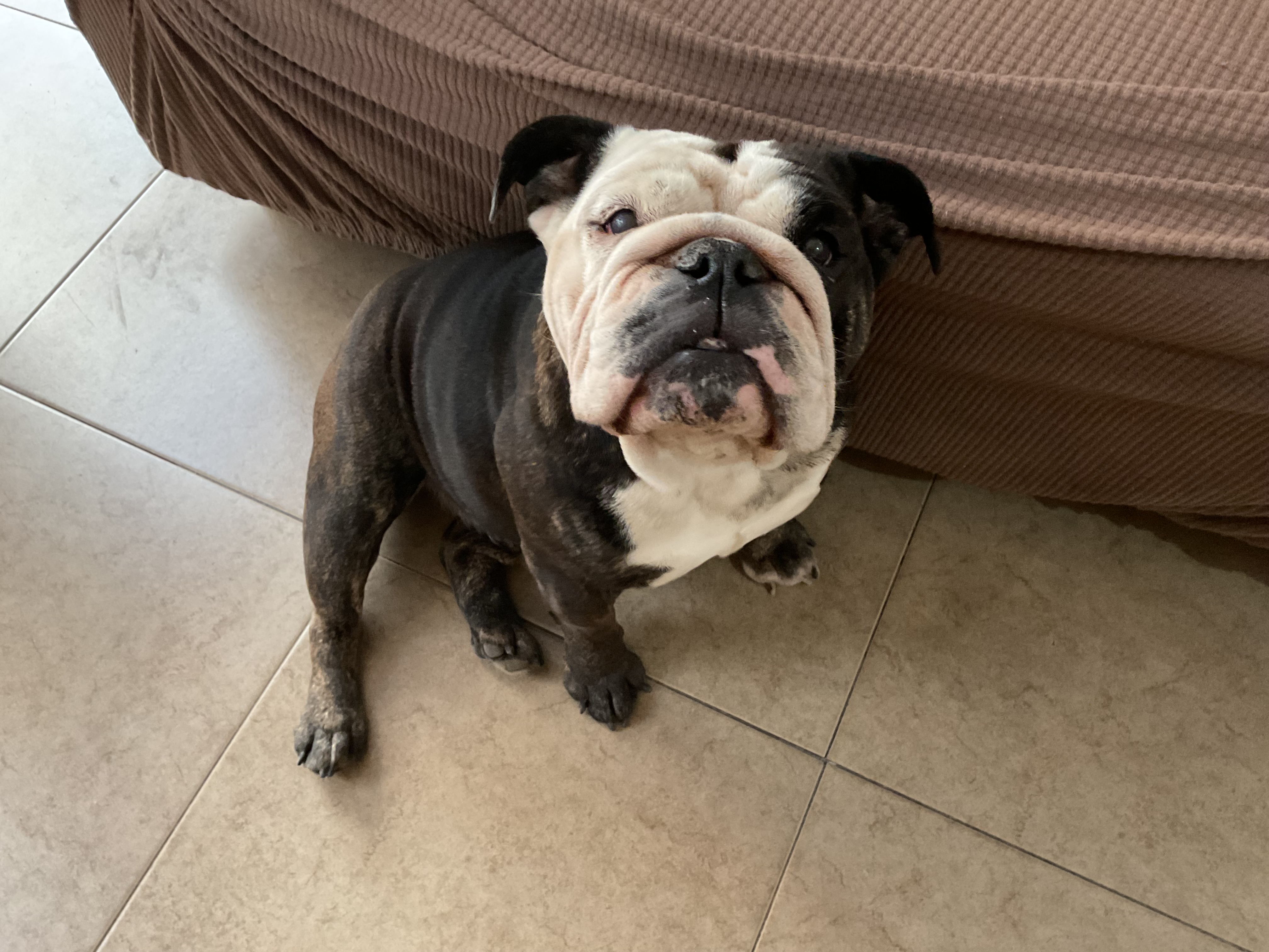 Pet Profile Image