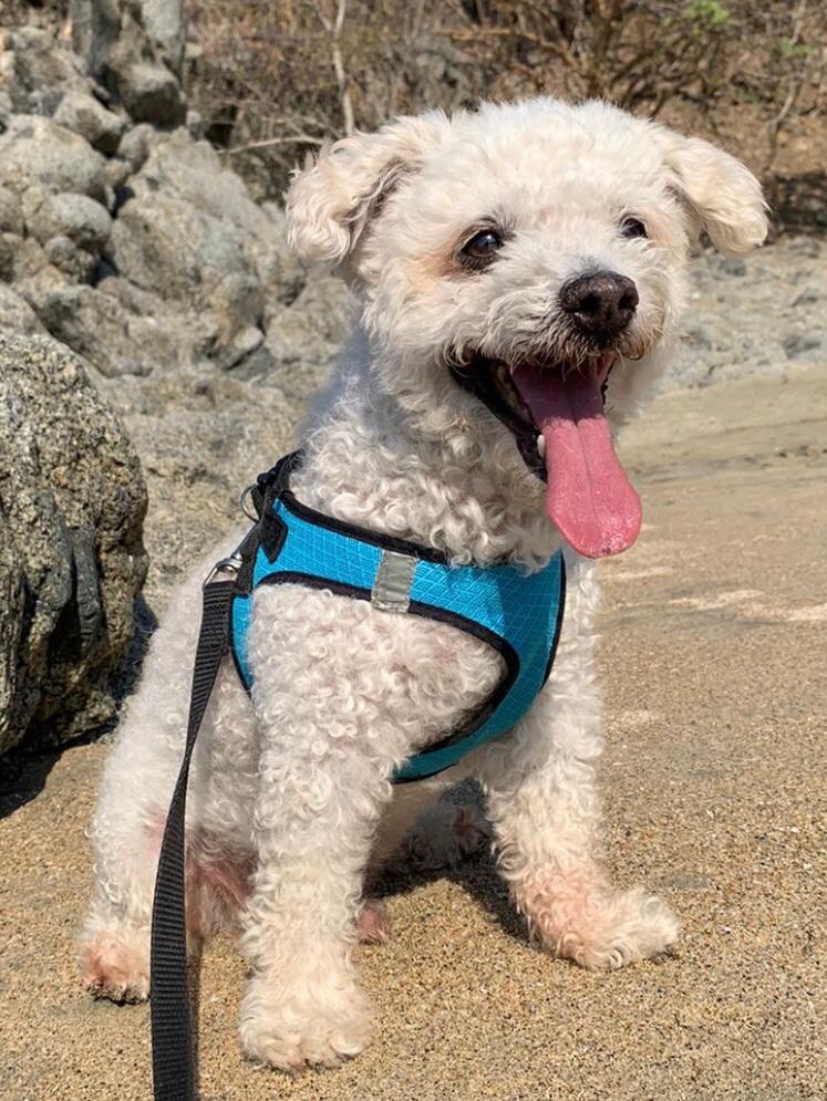 Pet Profile Image