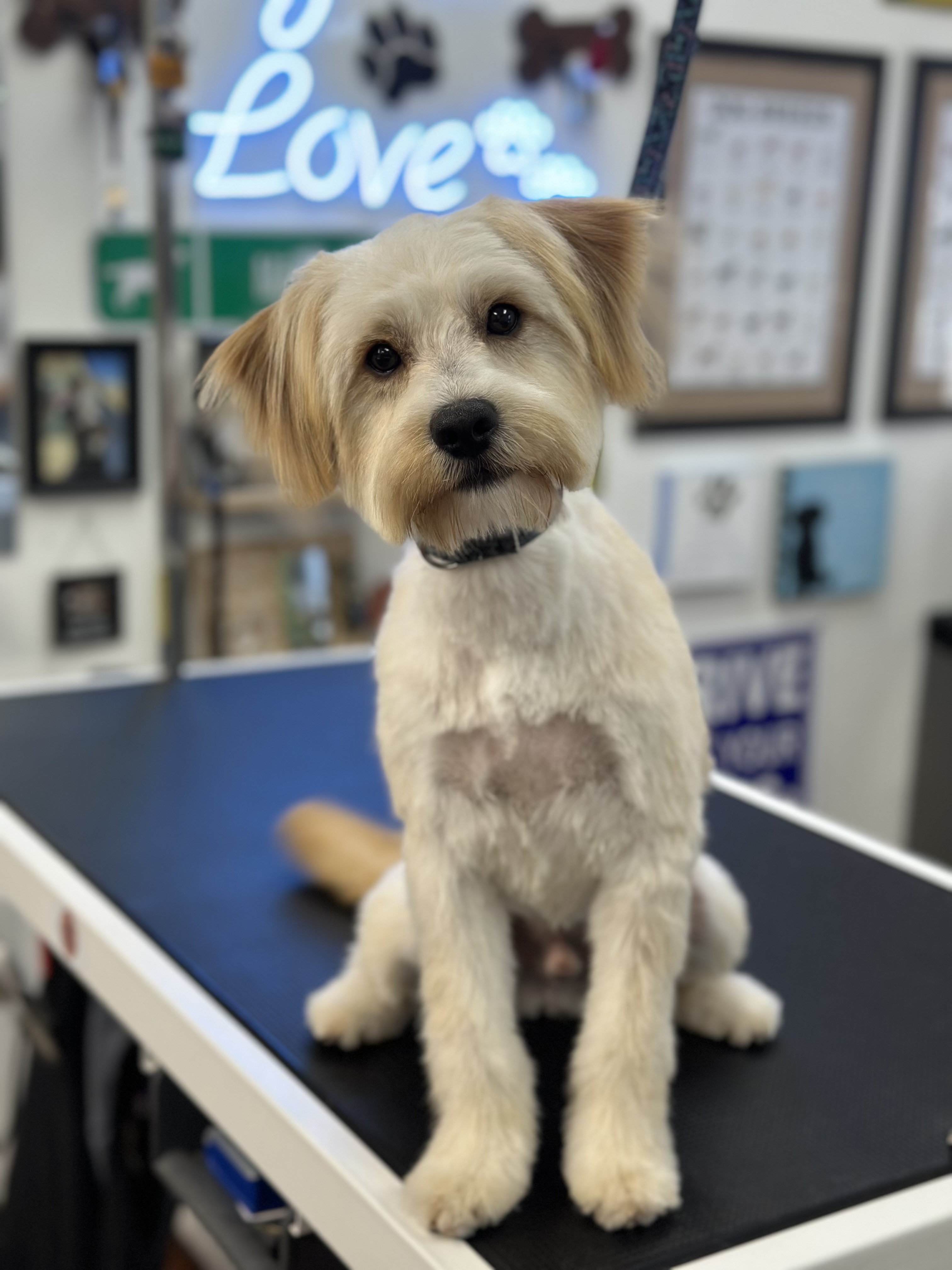 Pet Profile Image
