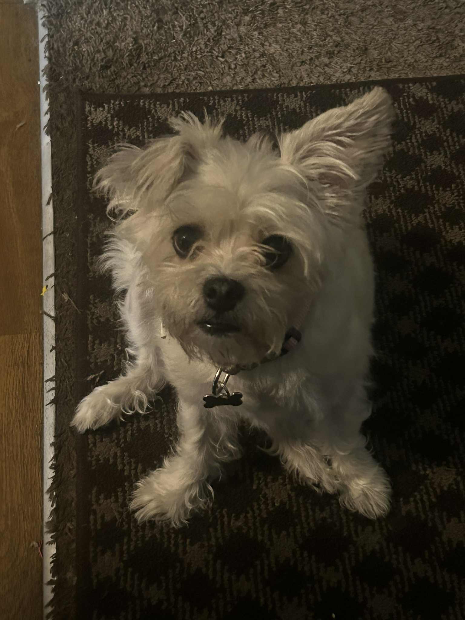 Pet Profile Image