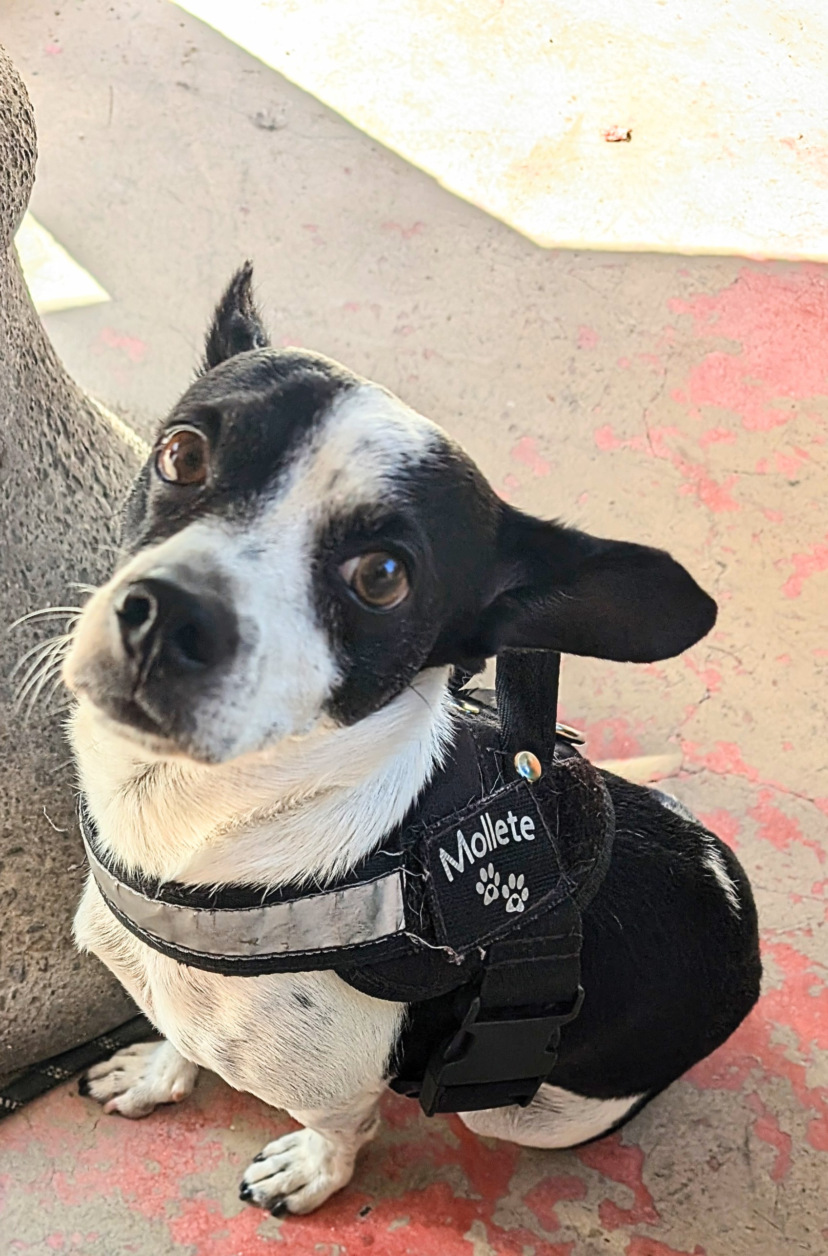 Pet Profile Image