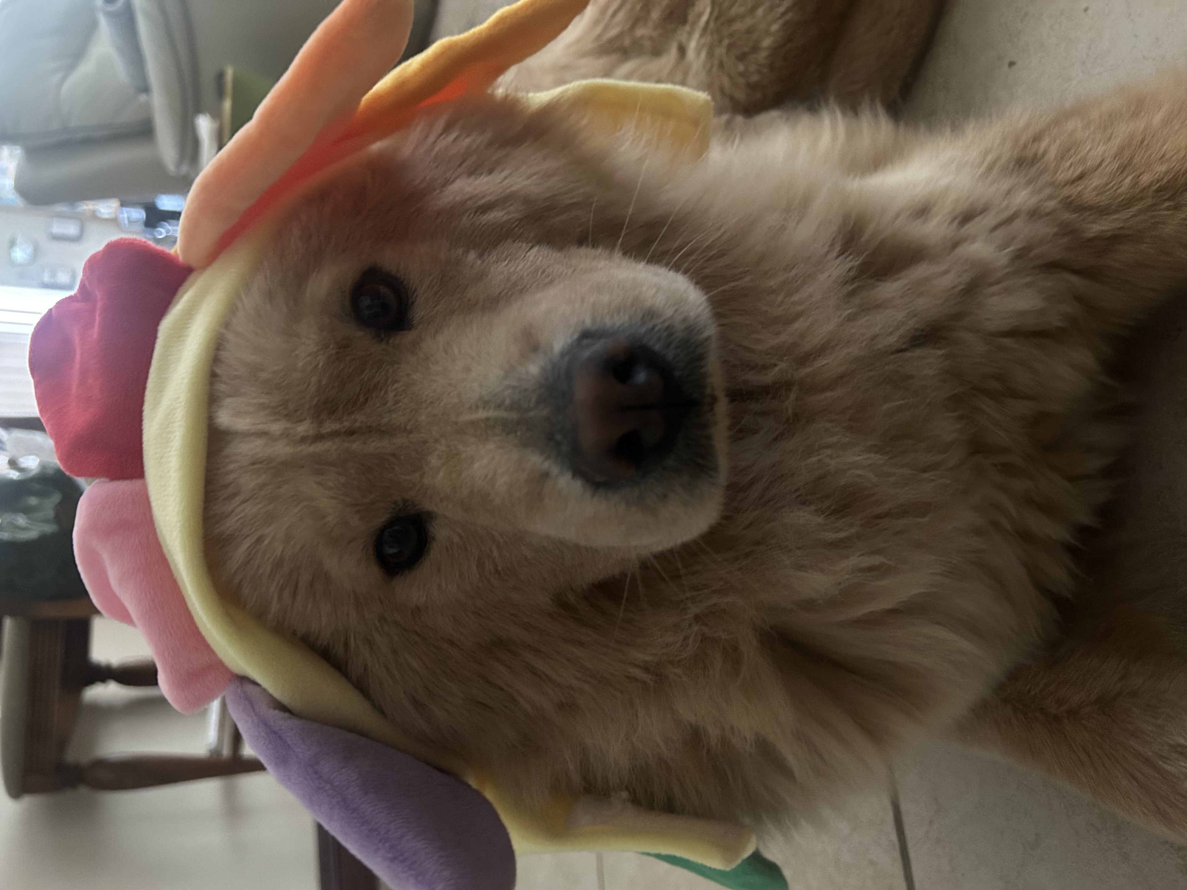 Pet Profile Image