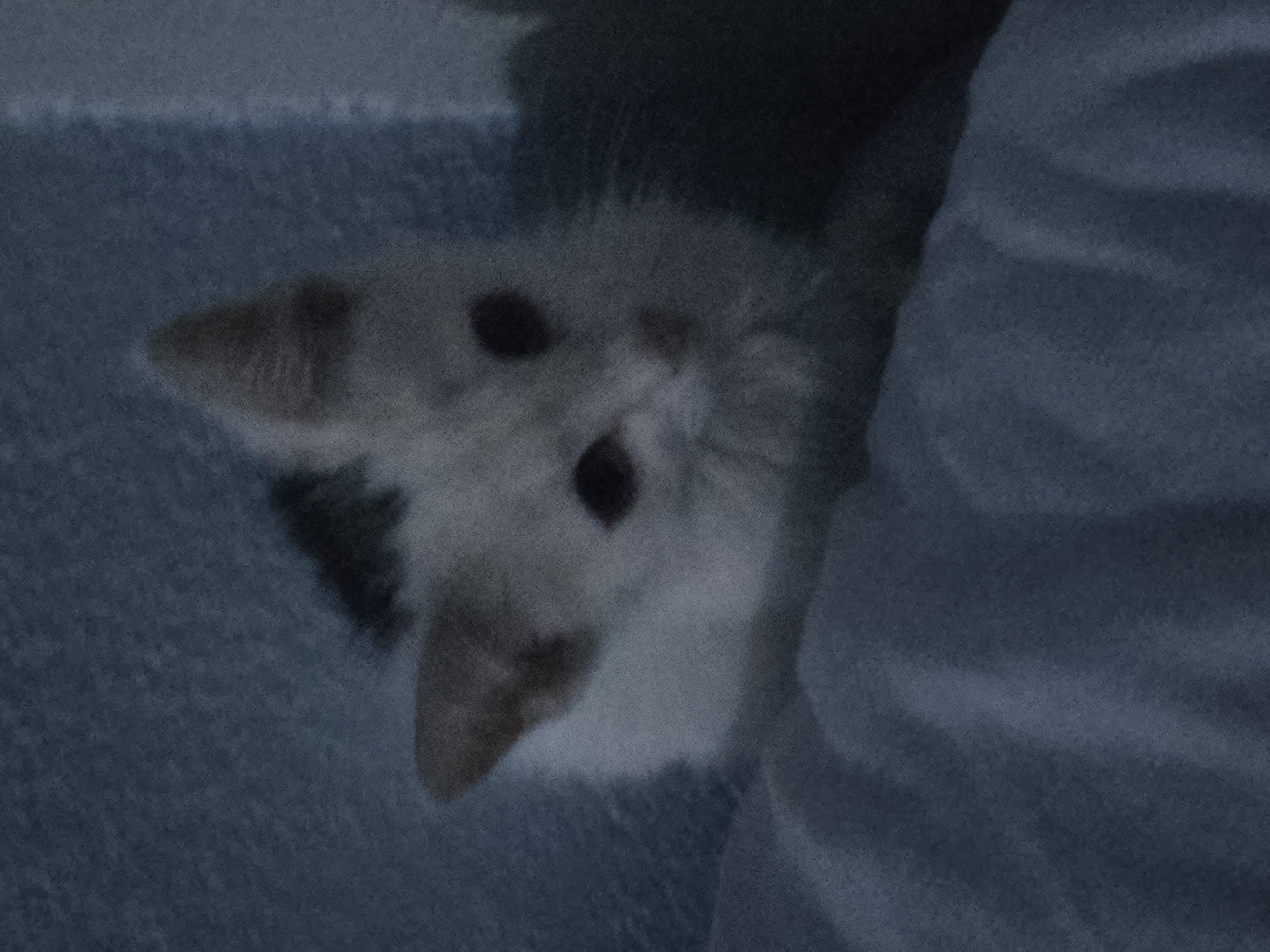 Pet Profile Image