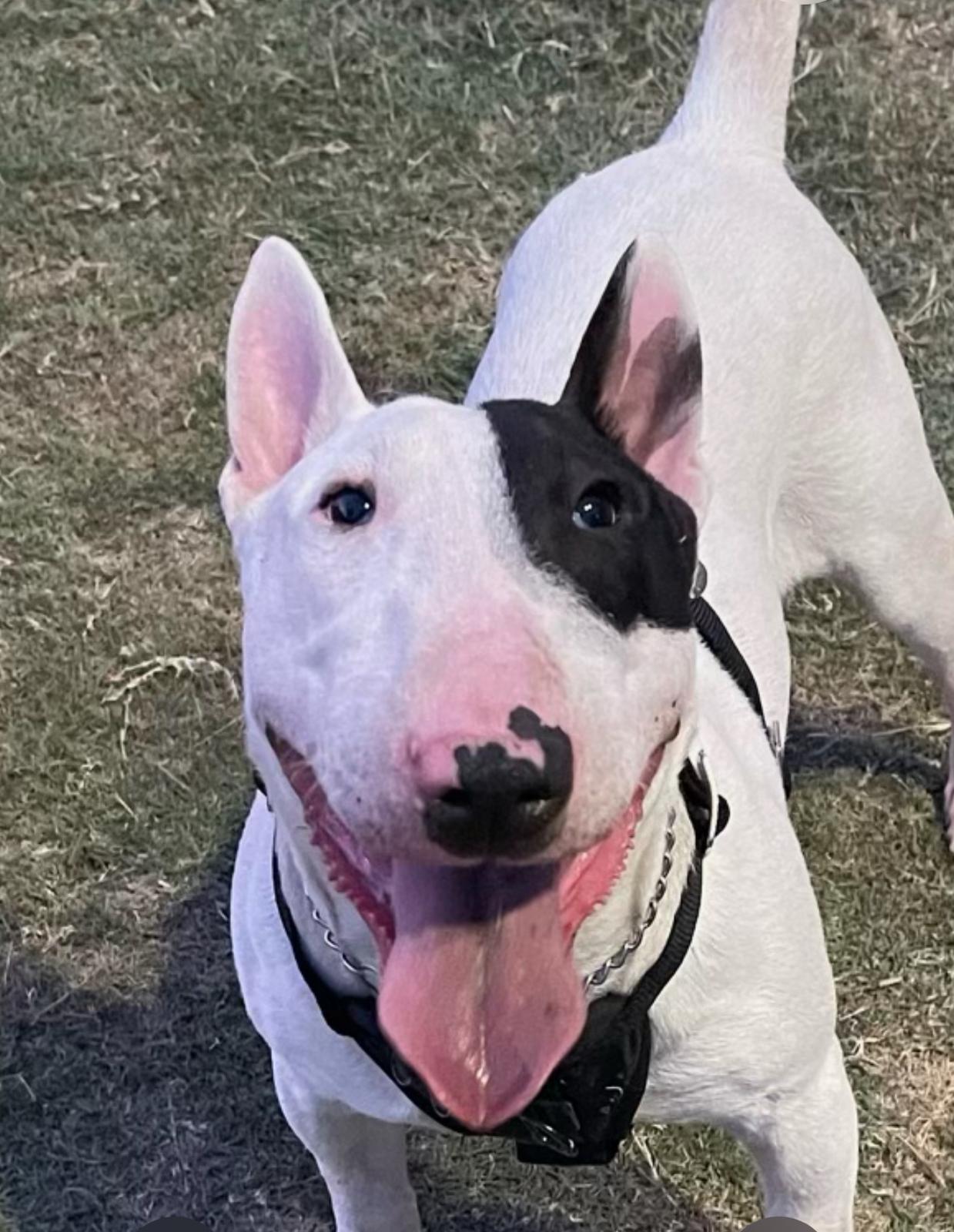 Pet Profile Image