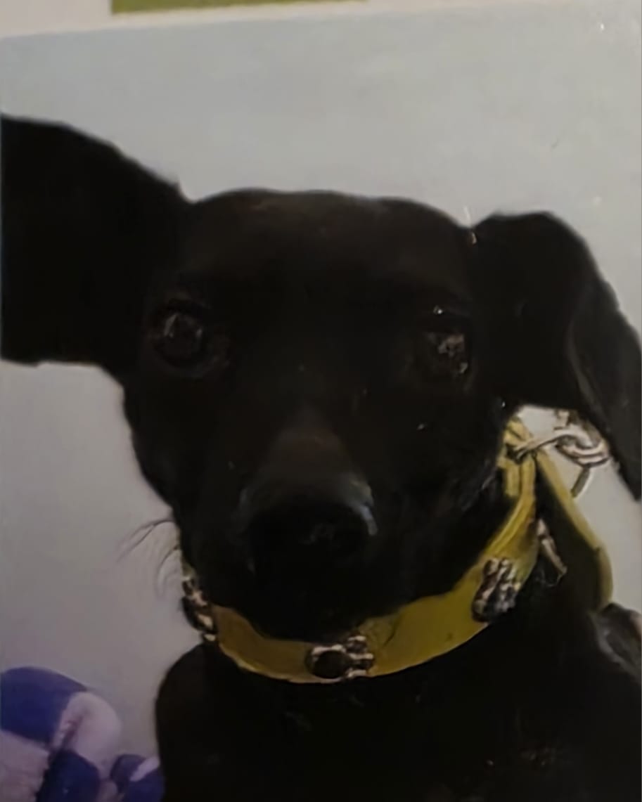 Pet Profile Image