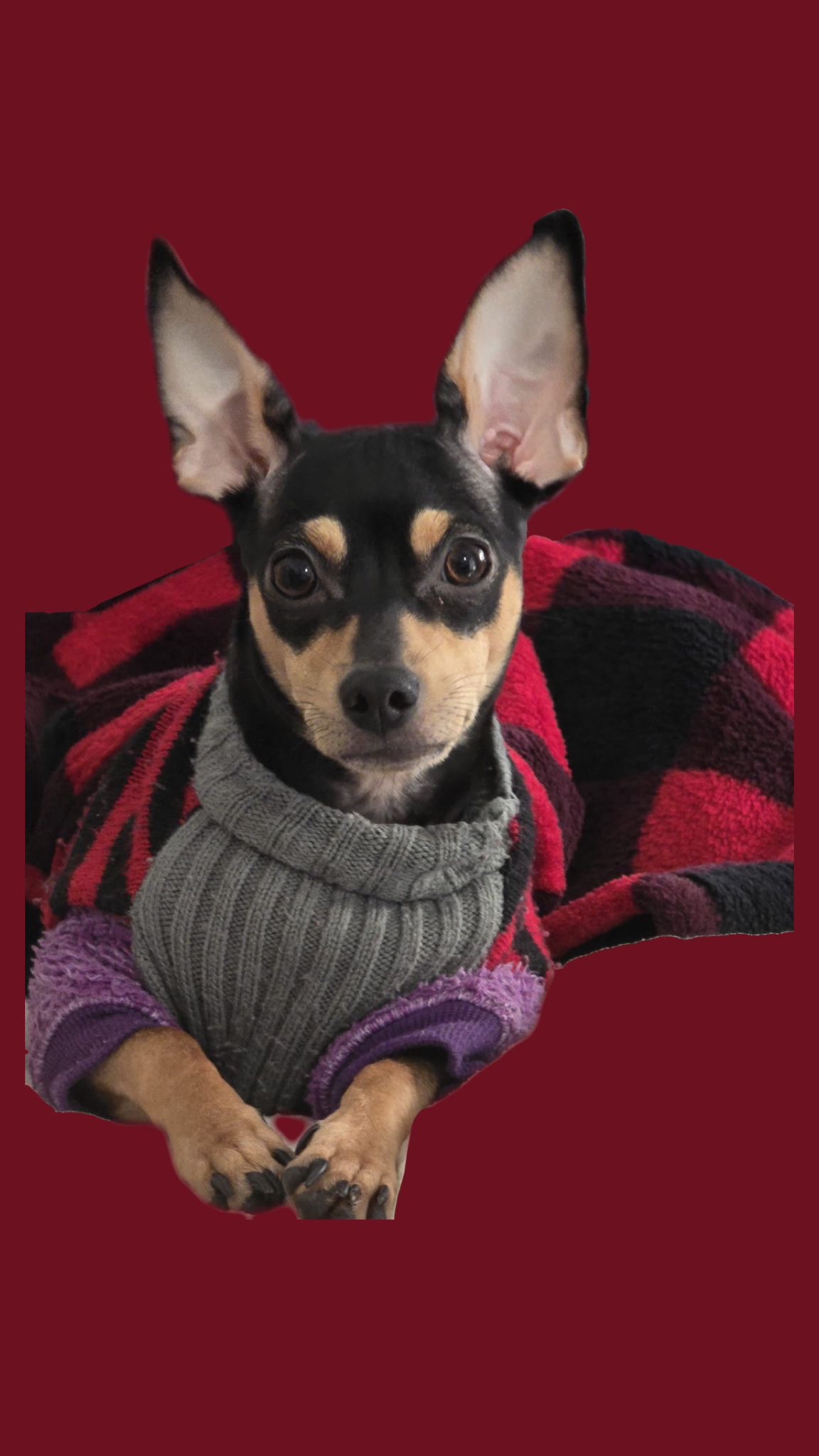 Pet Profile Image