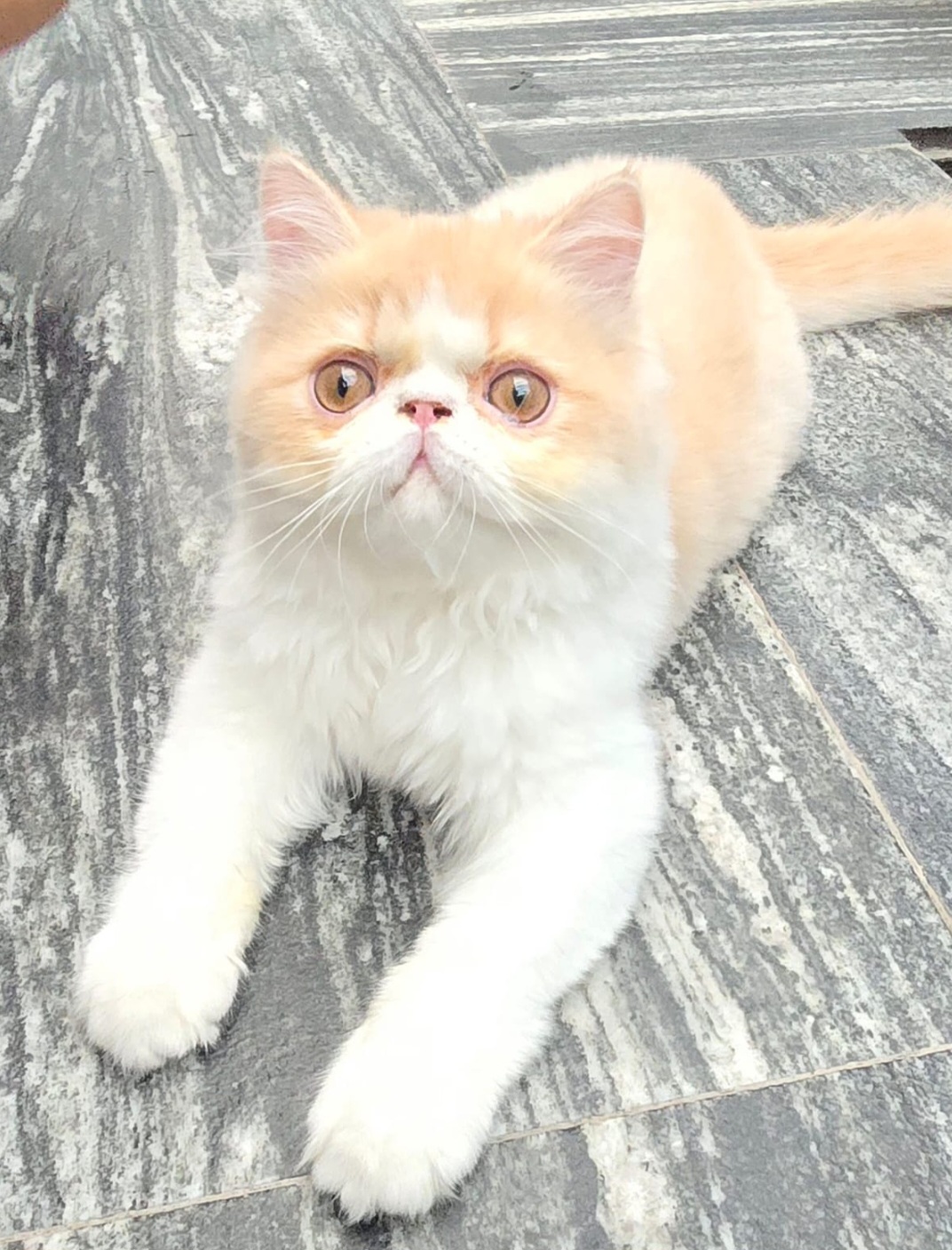 Pet Profile Image